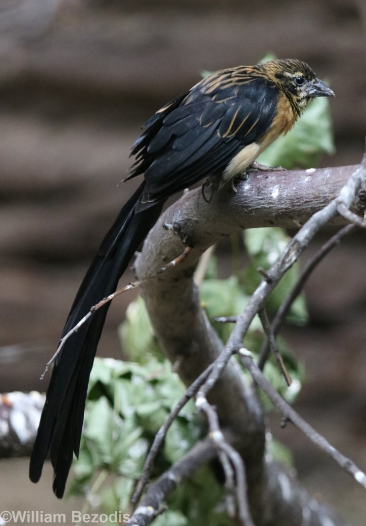 Unknown Widowbird - ID Please