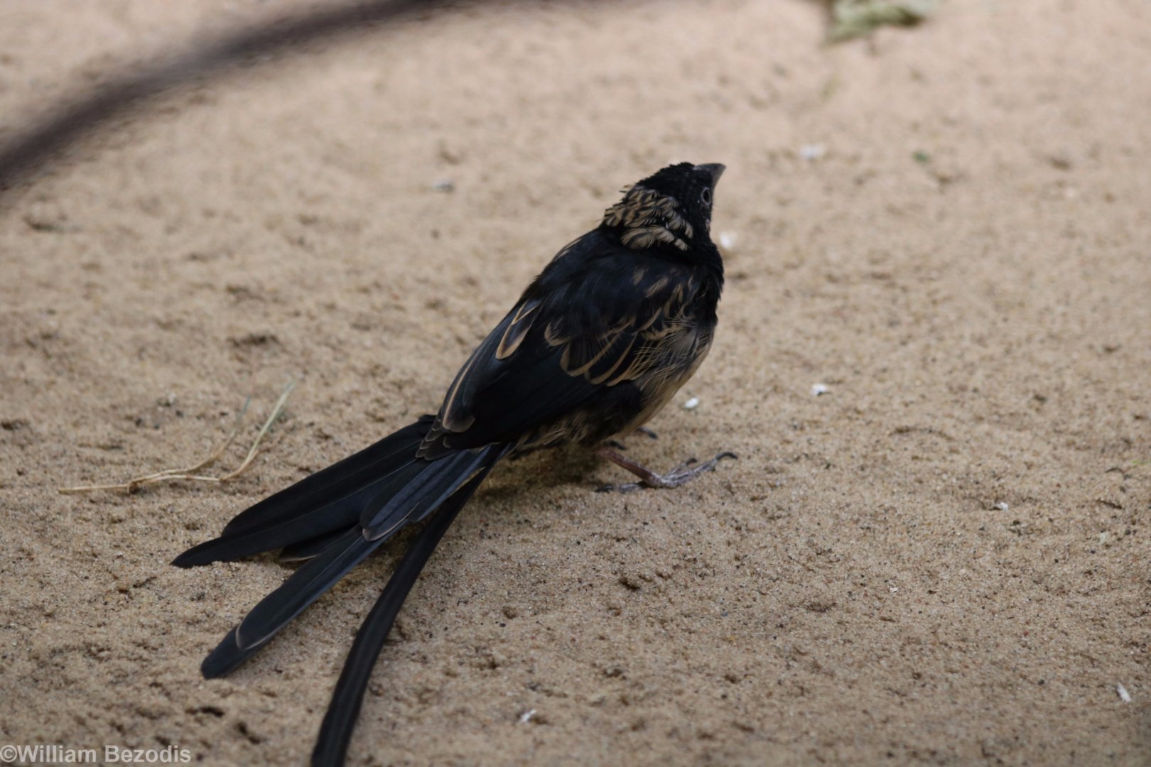 Unknown Widowbird - ID?