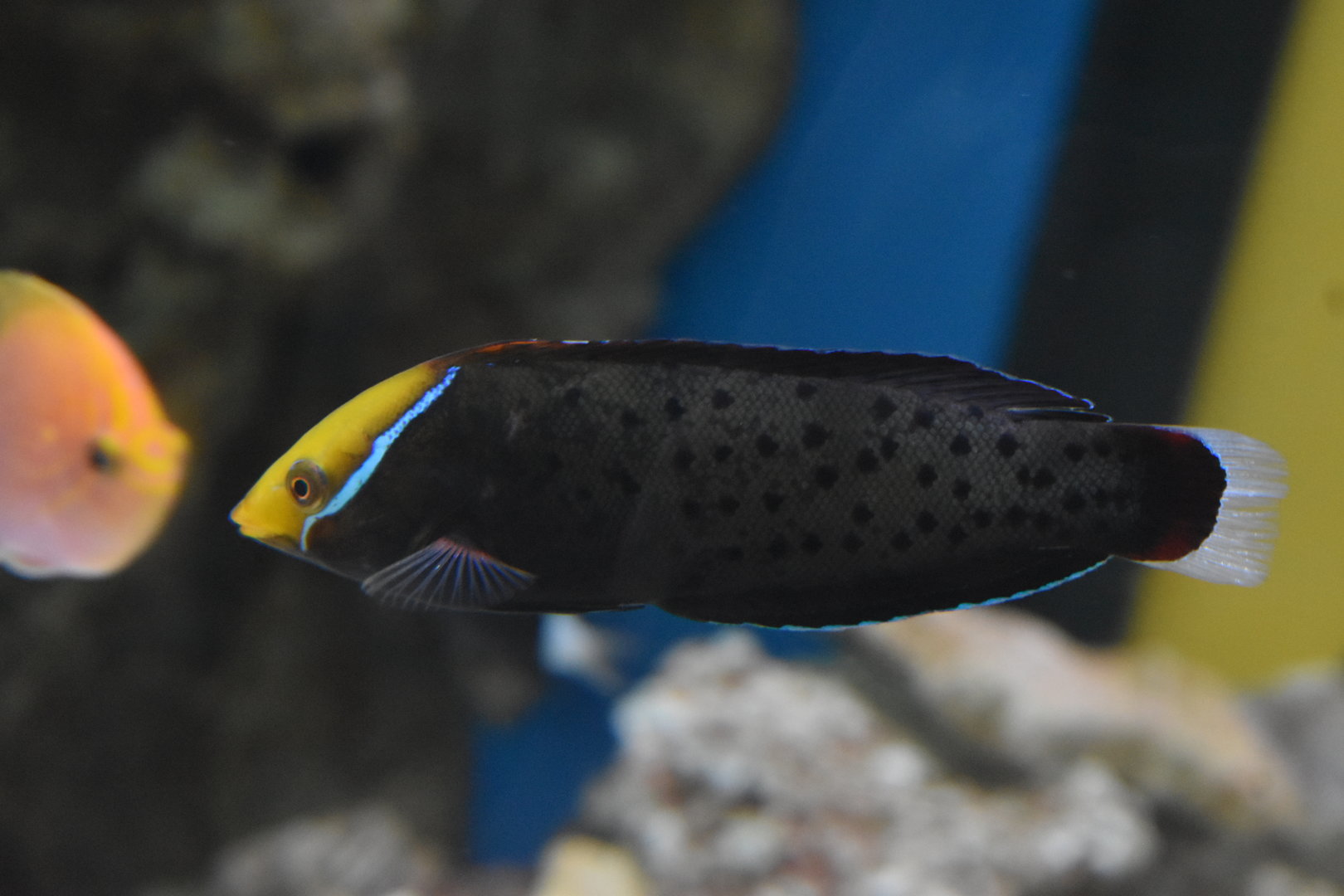 Unknown Wrasse - Adventure Aquarium
