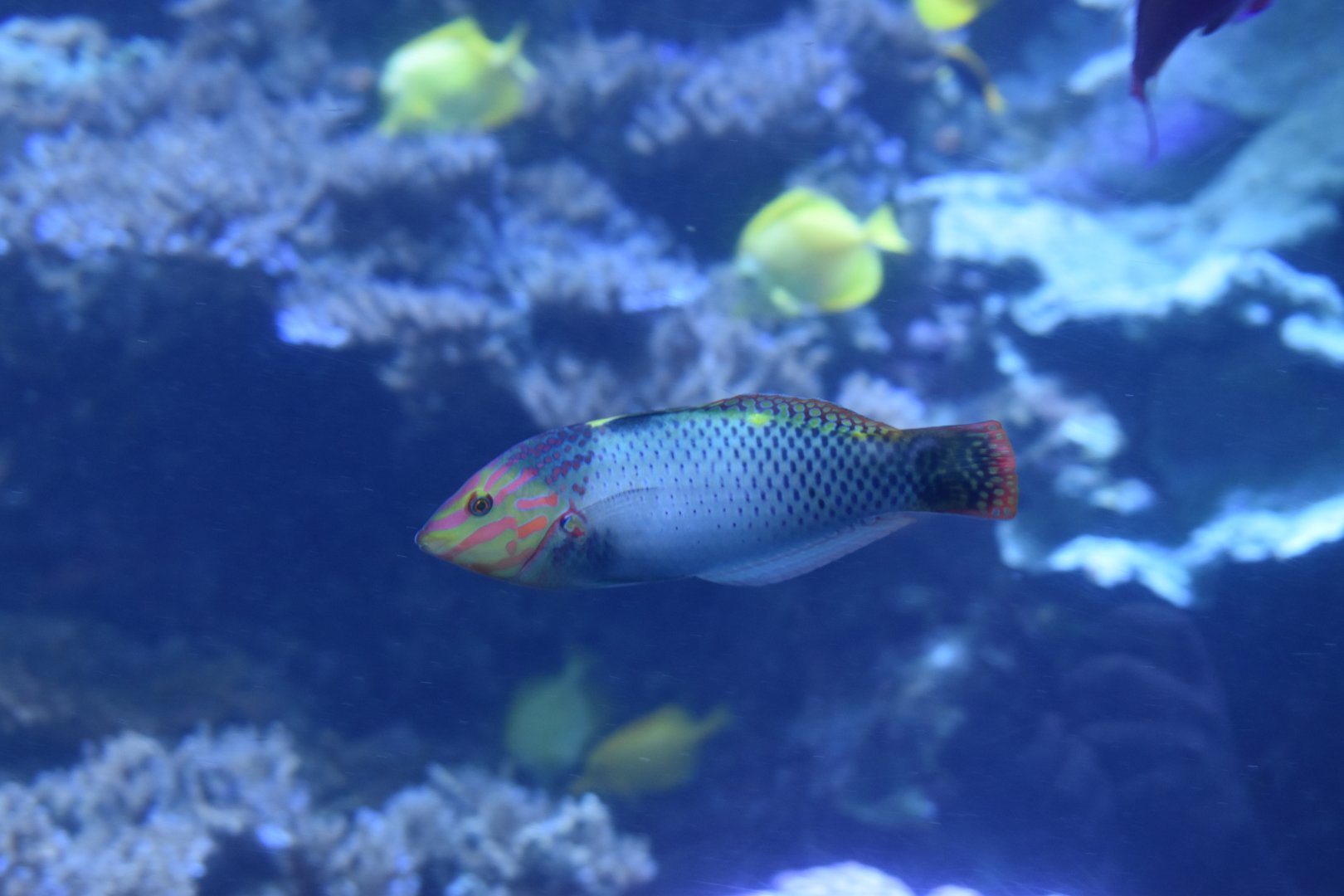 Unknown Wrasse (Georgia Aquarium)