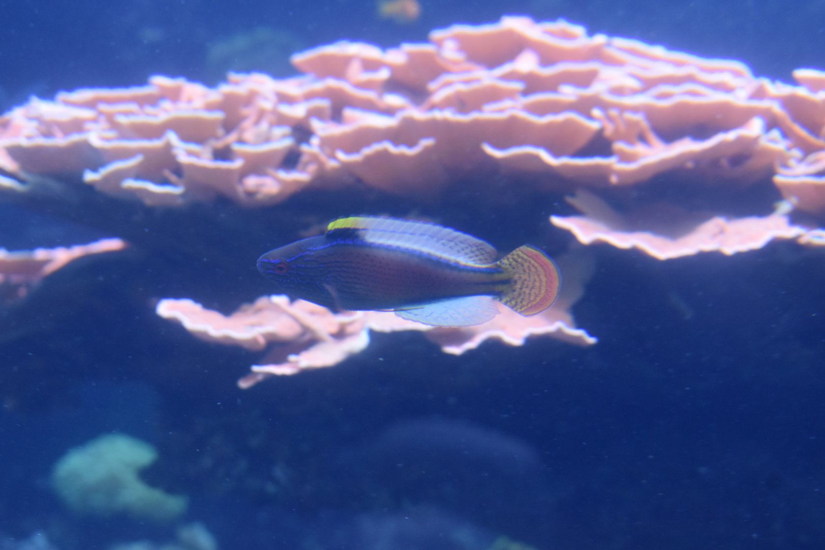 Unknown Wrasse (Georgia Aquarium)