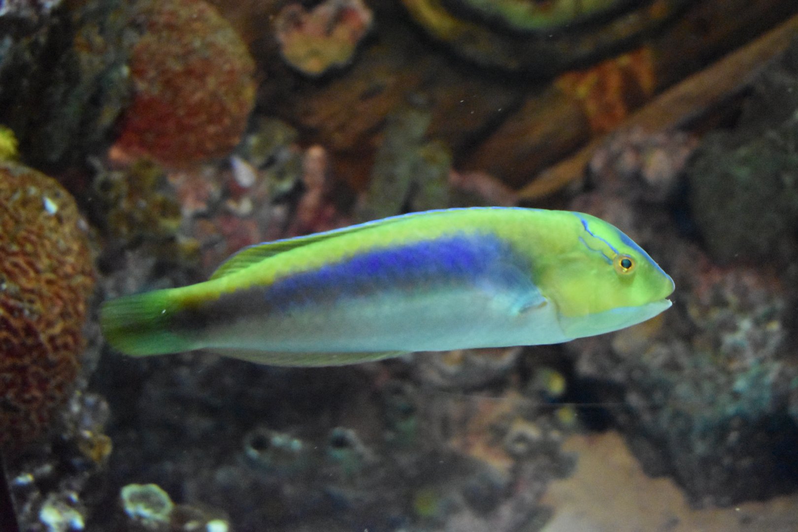 Unknown Wrasse (Georgia Aquarium)