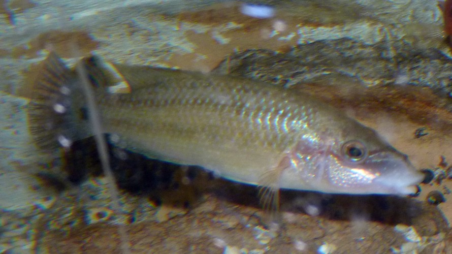 UNKNOWN wrasse, please help ID!!! (22-7-17 Faunia)