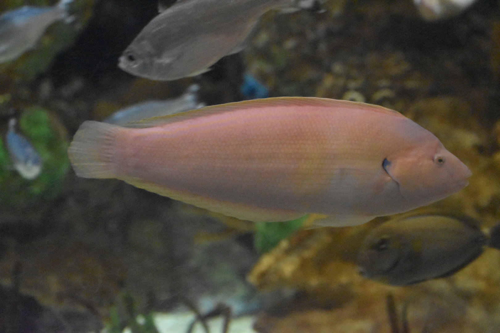 Unknown Wrasse