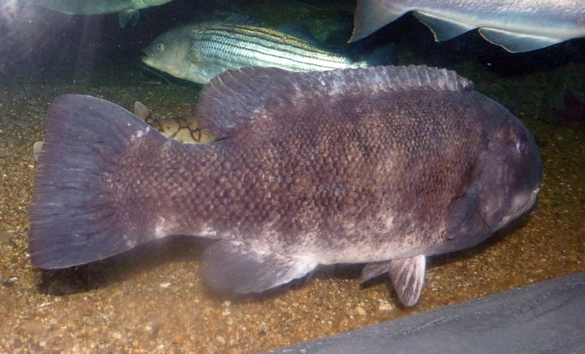 Unkown fish, please help ID!