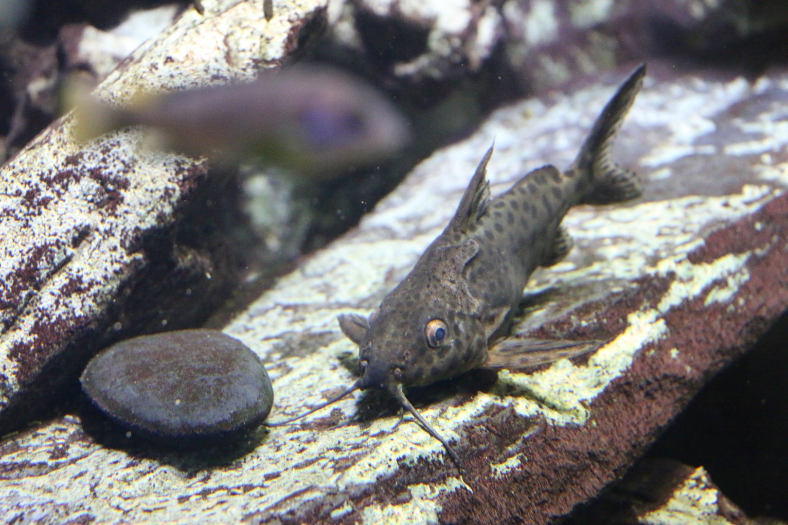 Unkown Synodontis