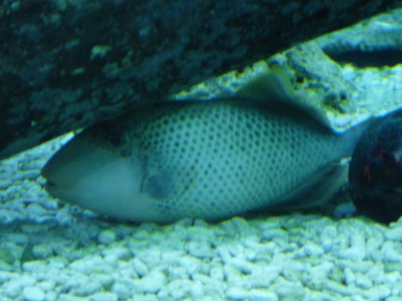 Unkown Triggerfish