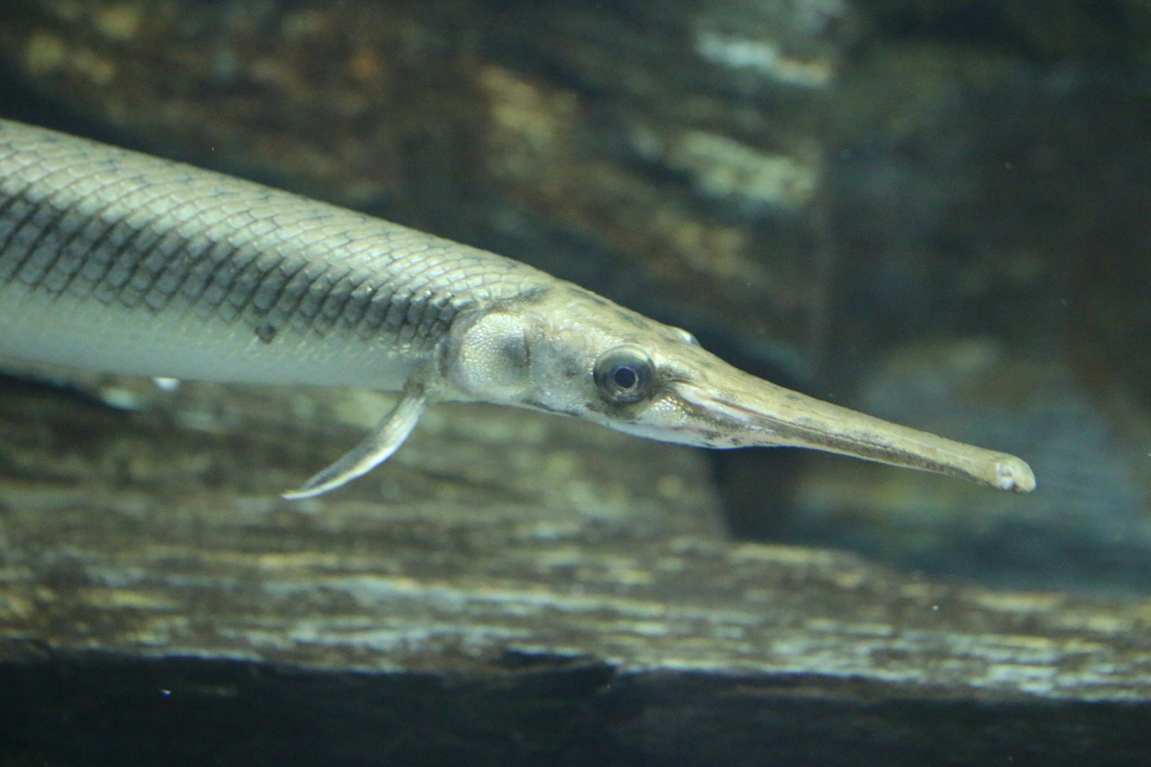 Unkwnown Lepisosteus