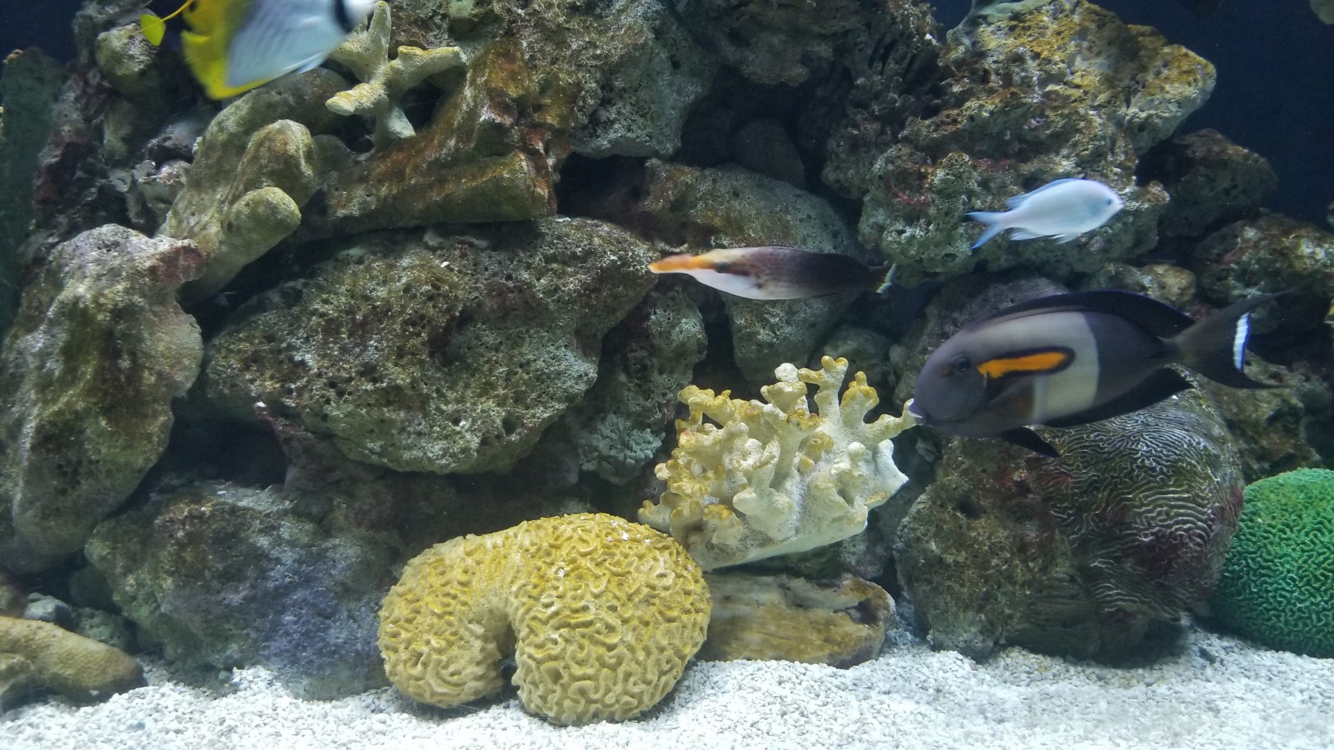Unlabeled fish, Australia tanks