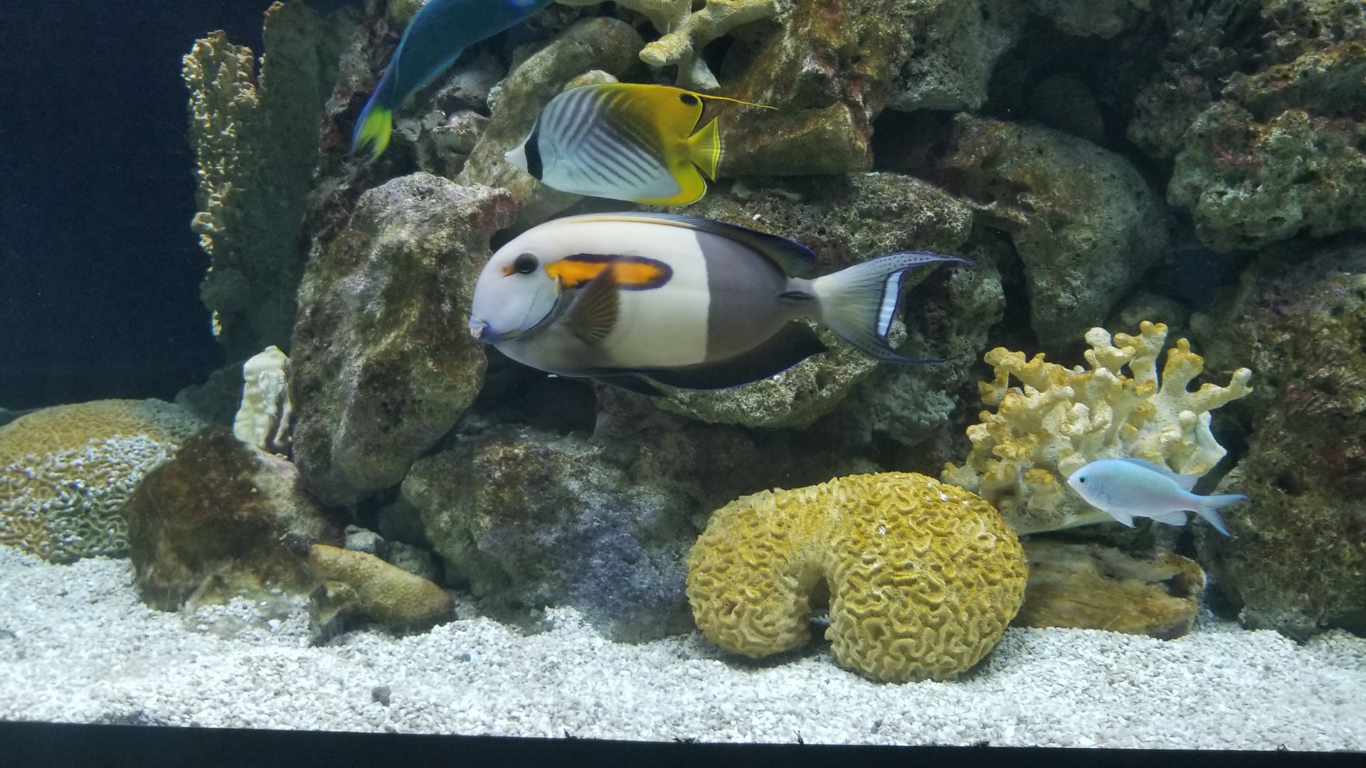 Unlabeled fish, Australia tanks