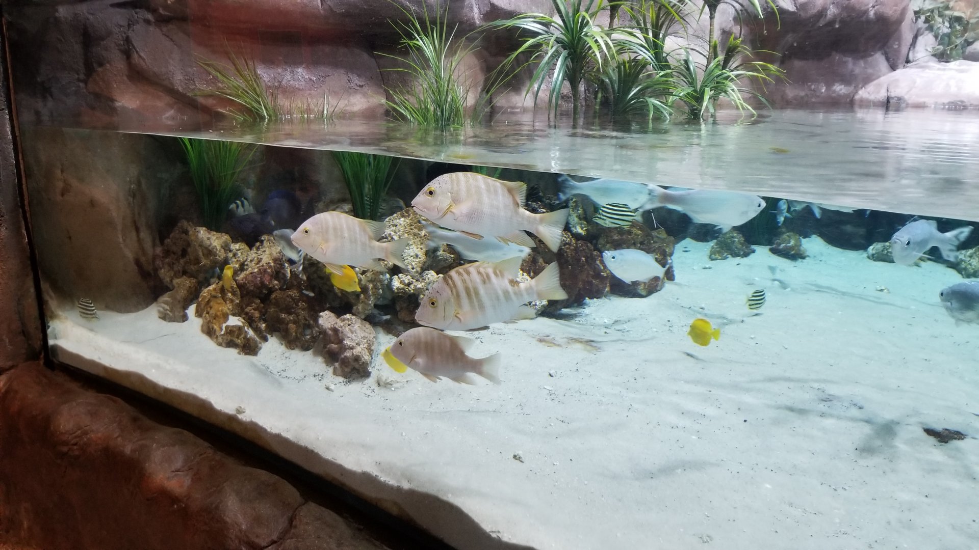 Unlabeled fish, shorebirds exhibit
