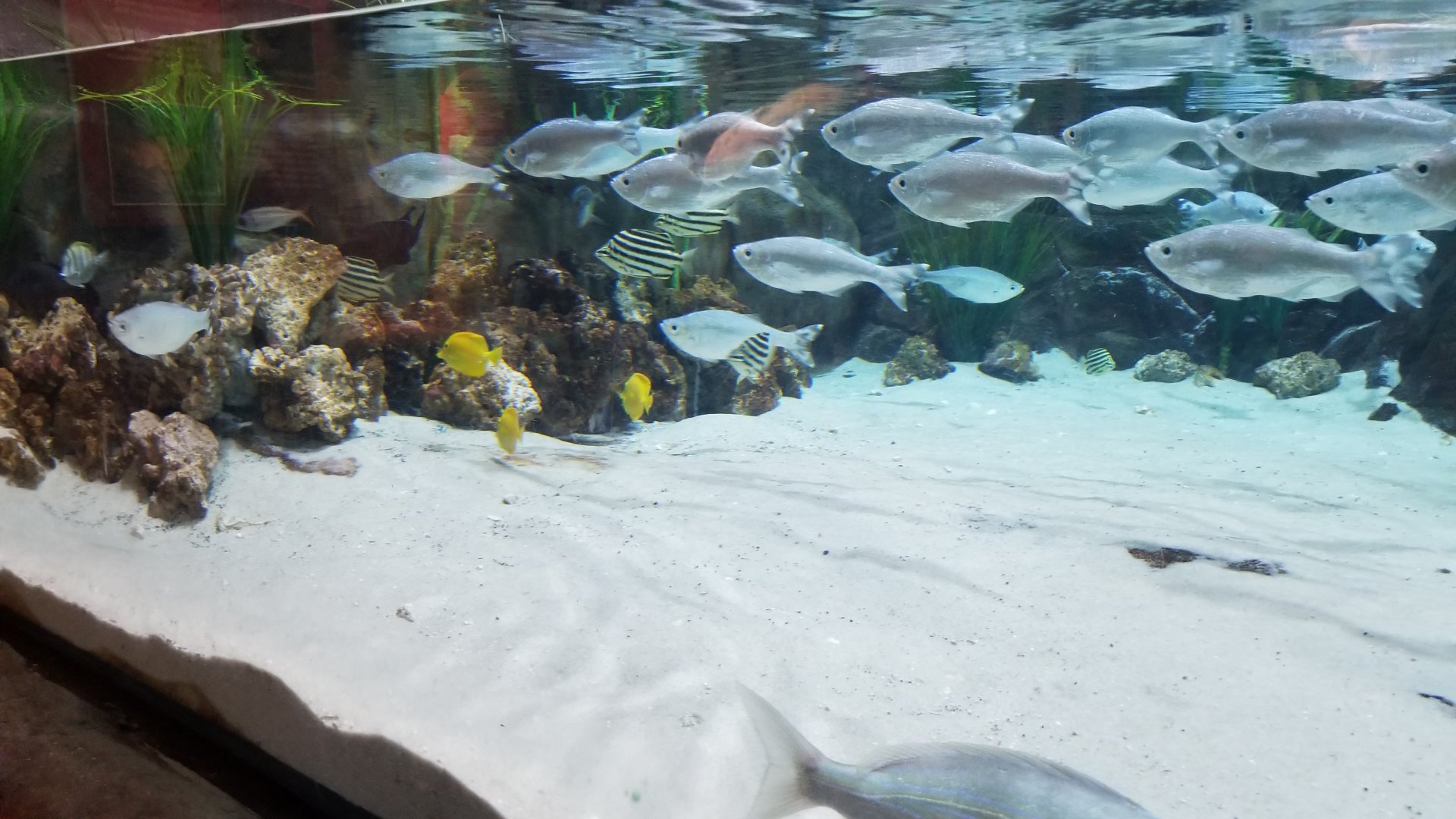 Unlabeled fish, shorebirds exhibit