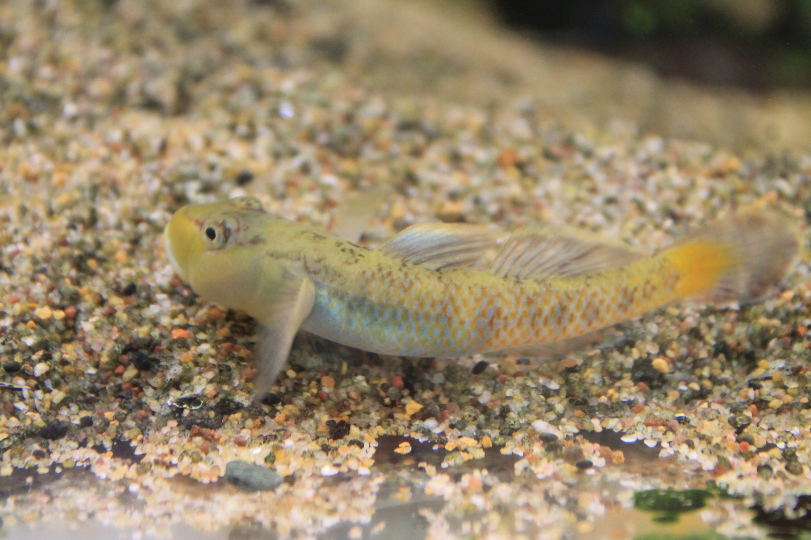 unlabeled goby, Childrens Zoo