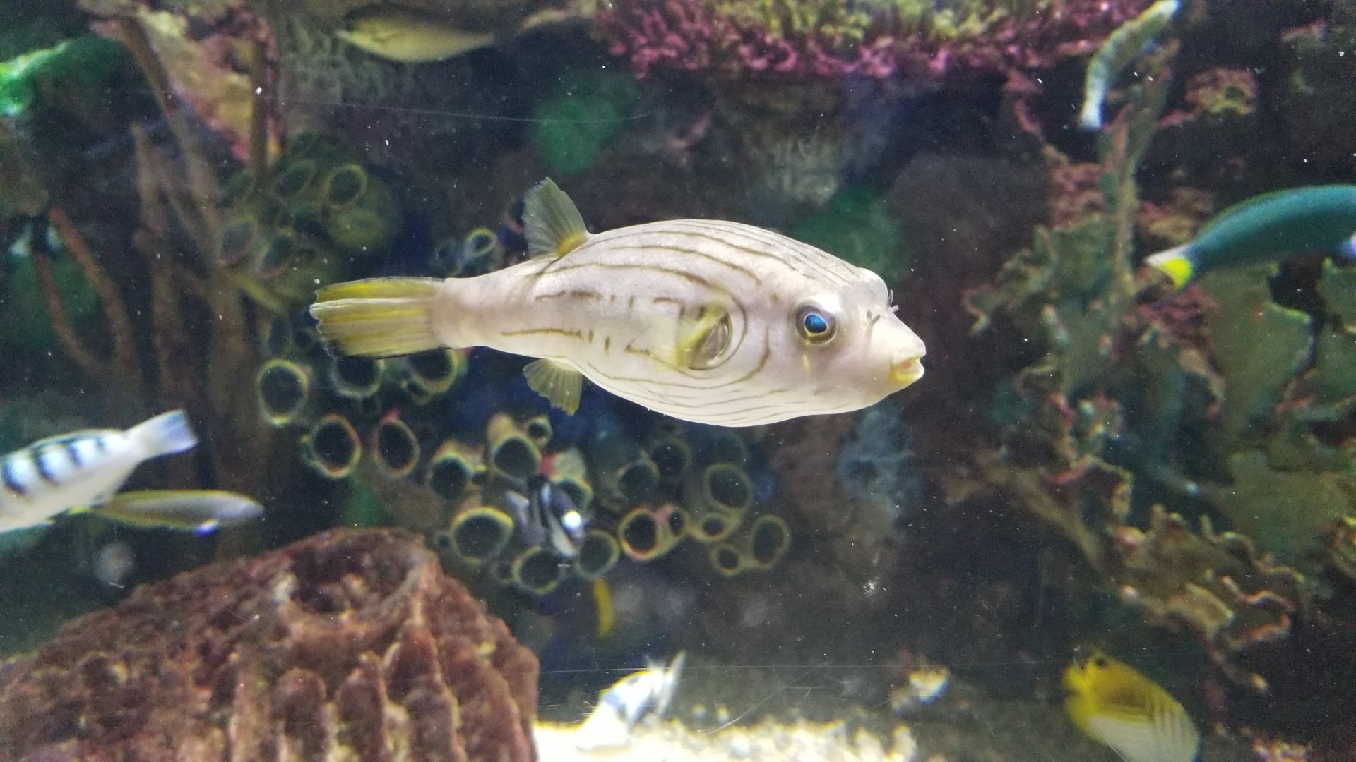 Unlabeled puffer