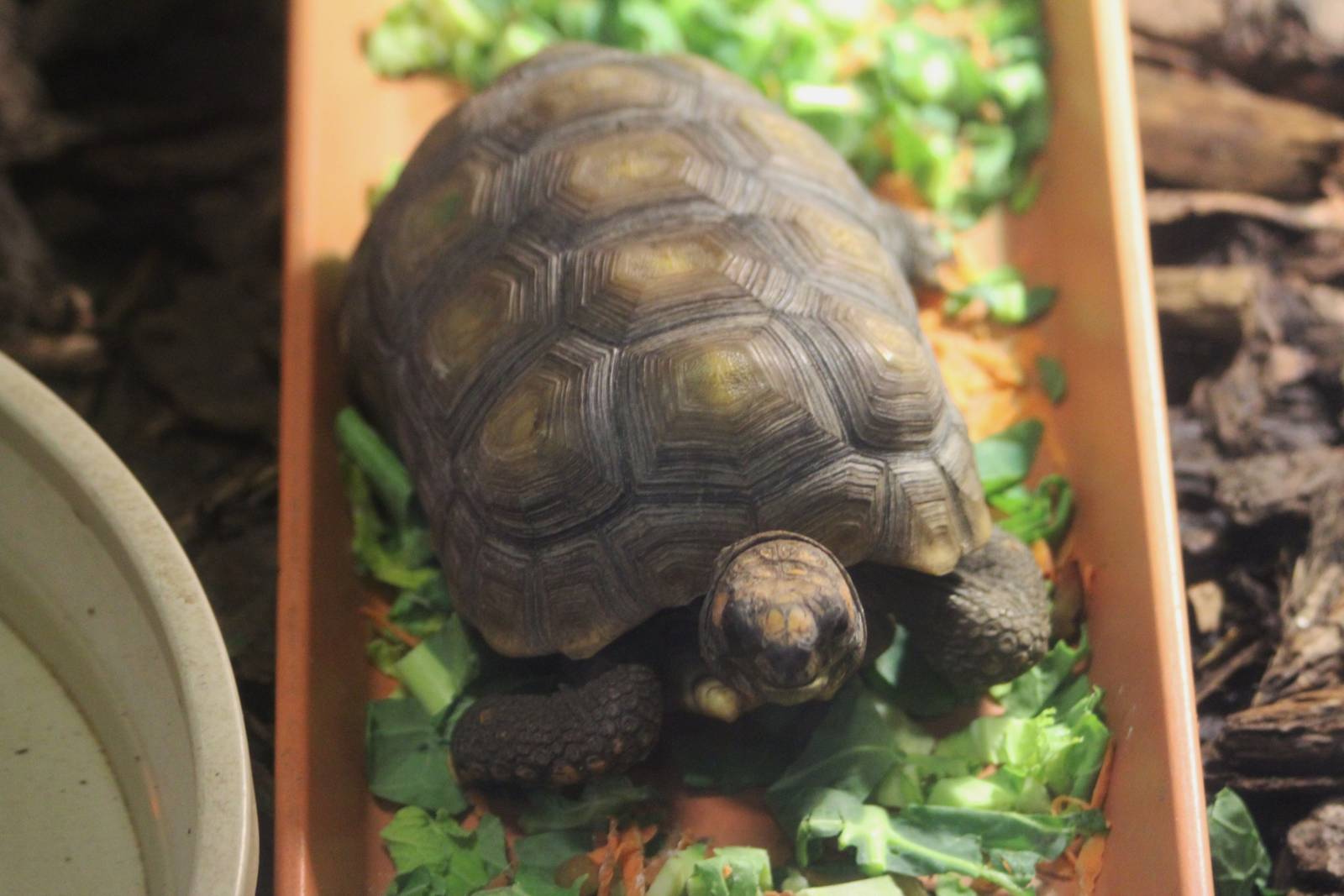 Unlabeled Tortoise species