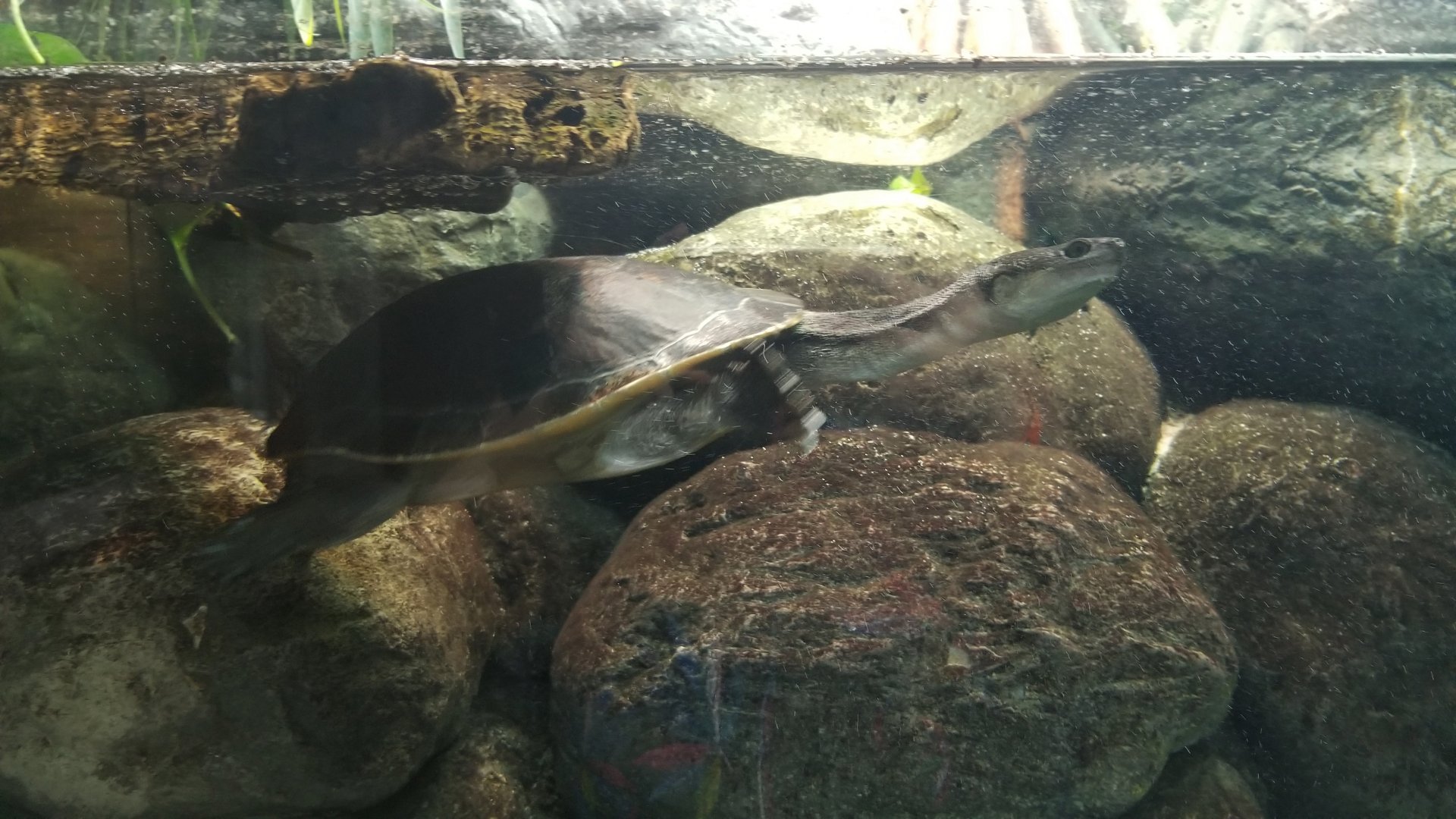 Unlabeled turtle in zoo center