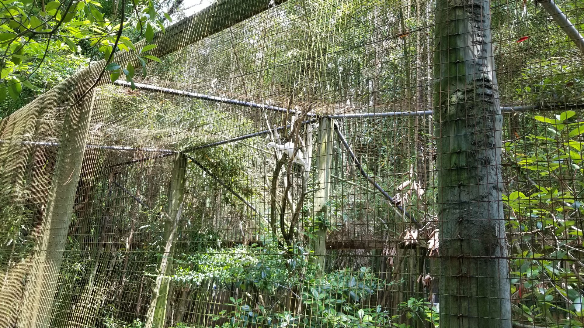 Unlabeled white bird in alligator enclosure