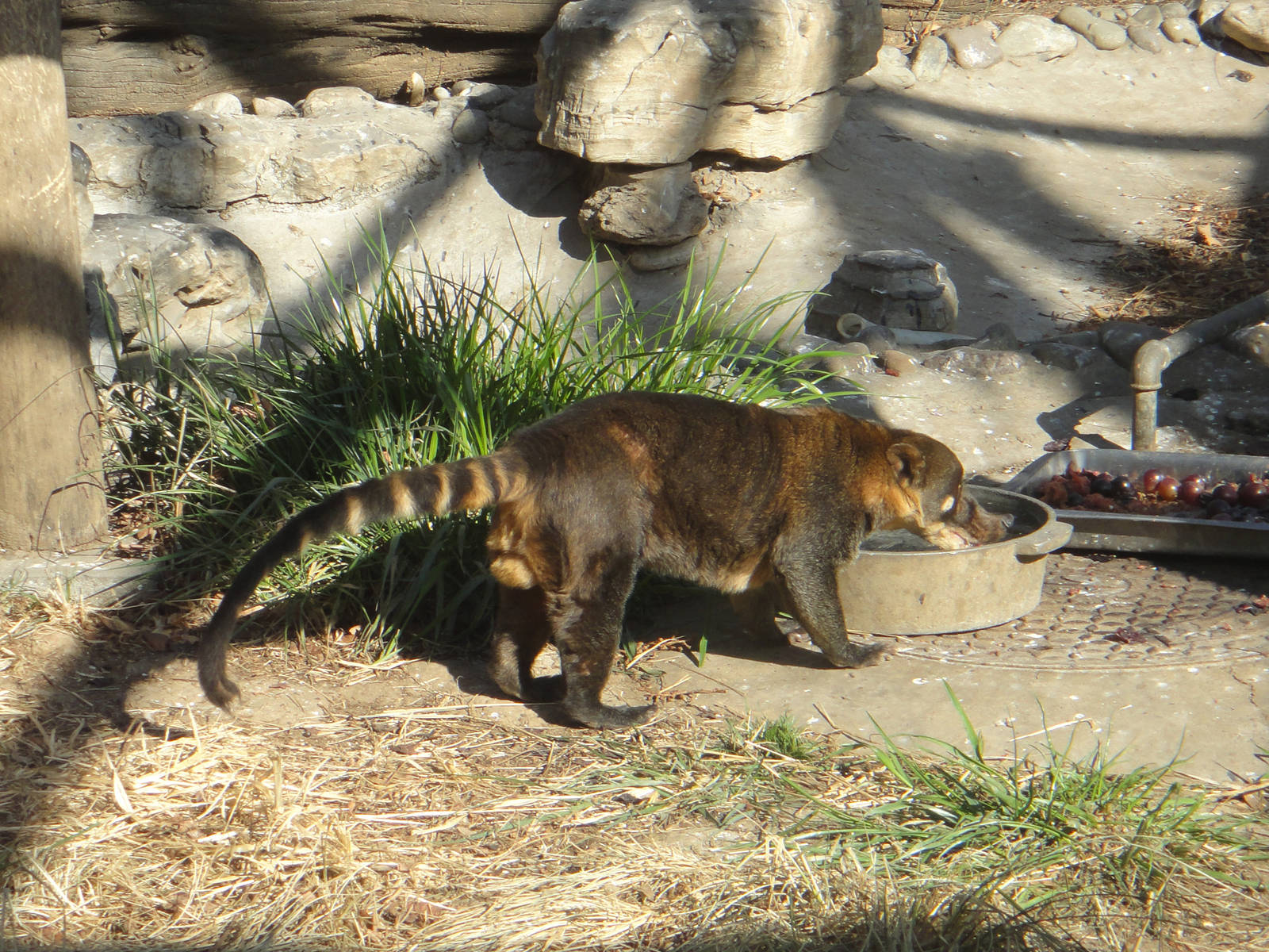 Unlabelled Coati