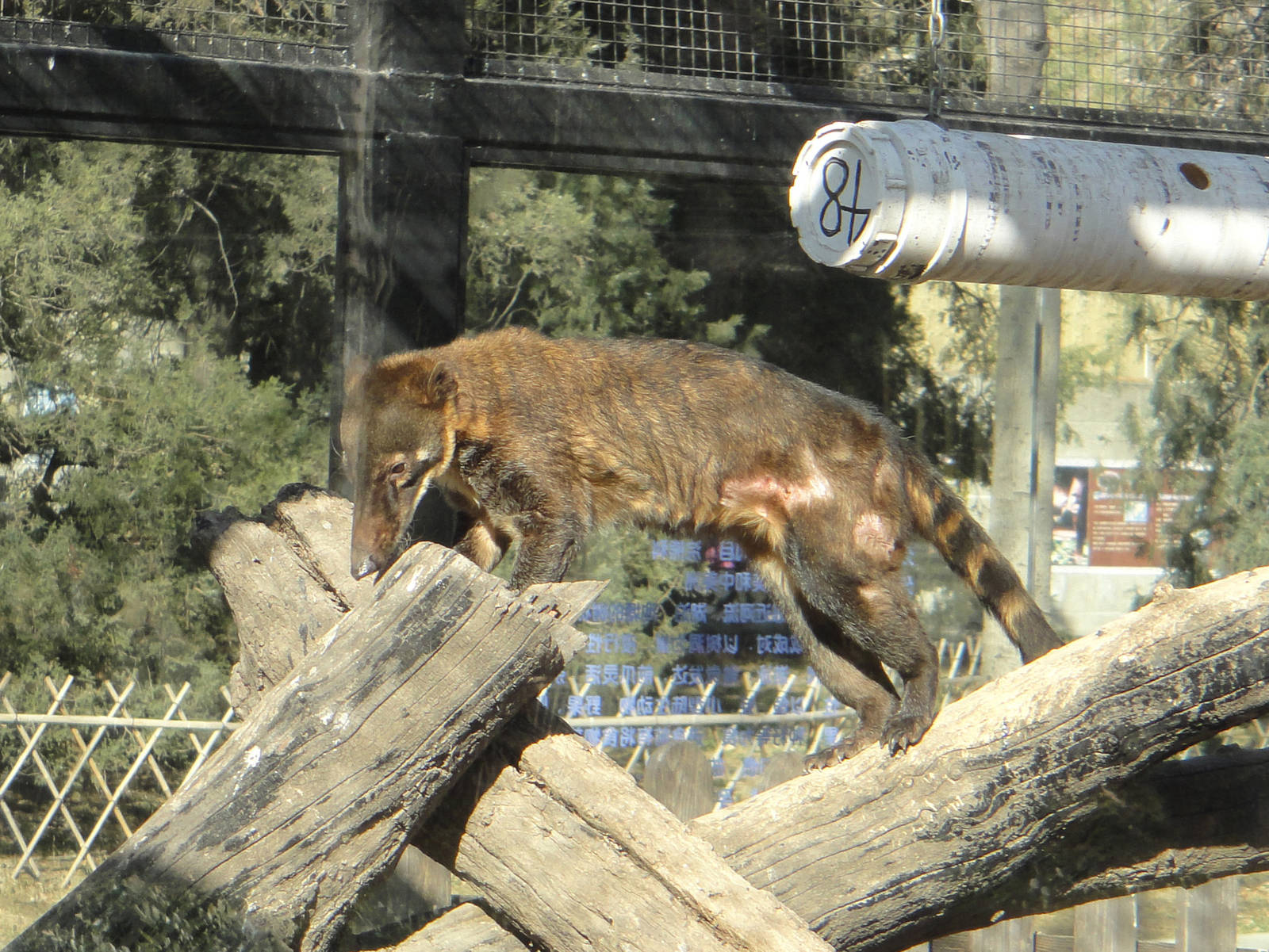 Unlabelled Coati