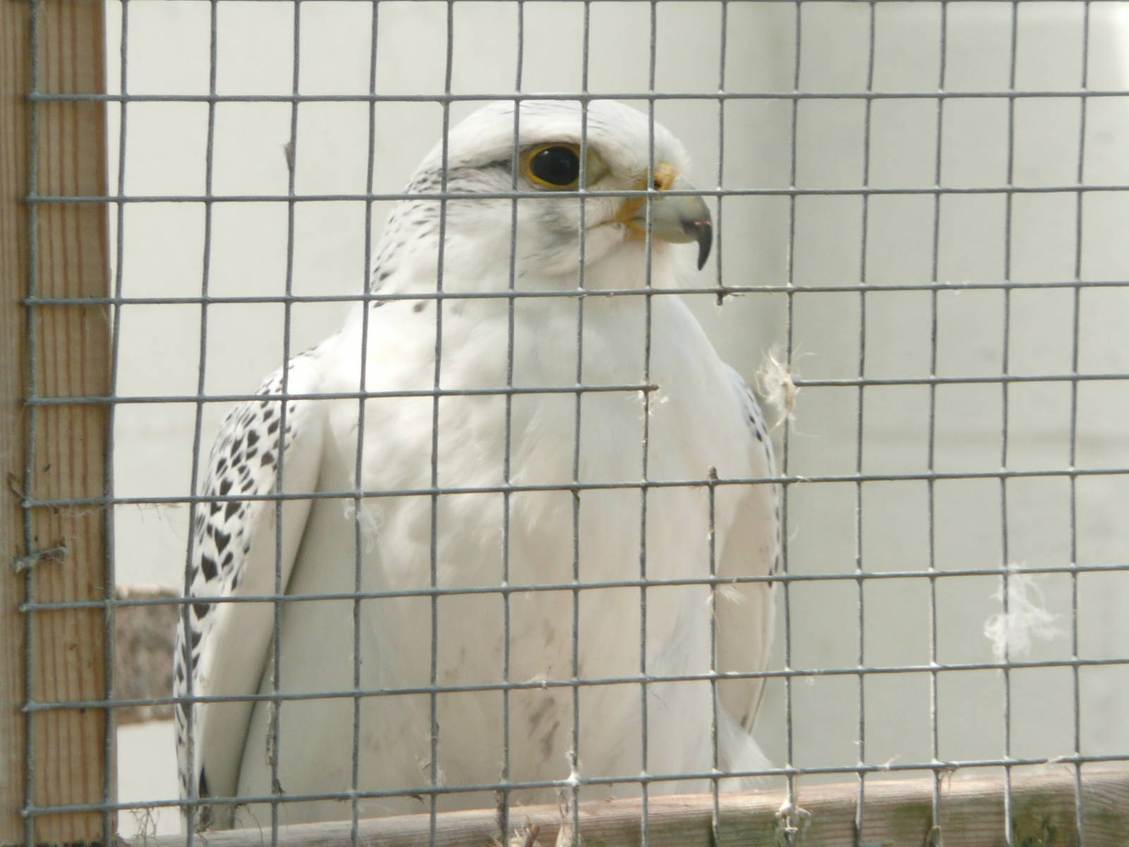 Unlabelled falcon
