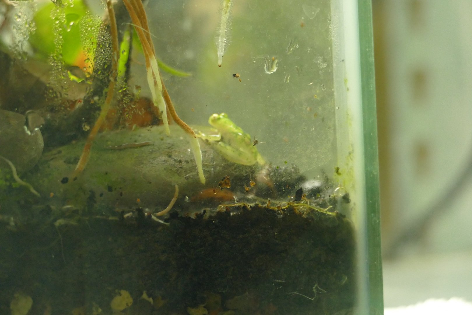 Unlabelled frog, Amphibian Ark, September 2021