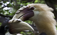 Unlabelled Hornbill - Melaka Zoo - 2009