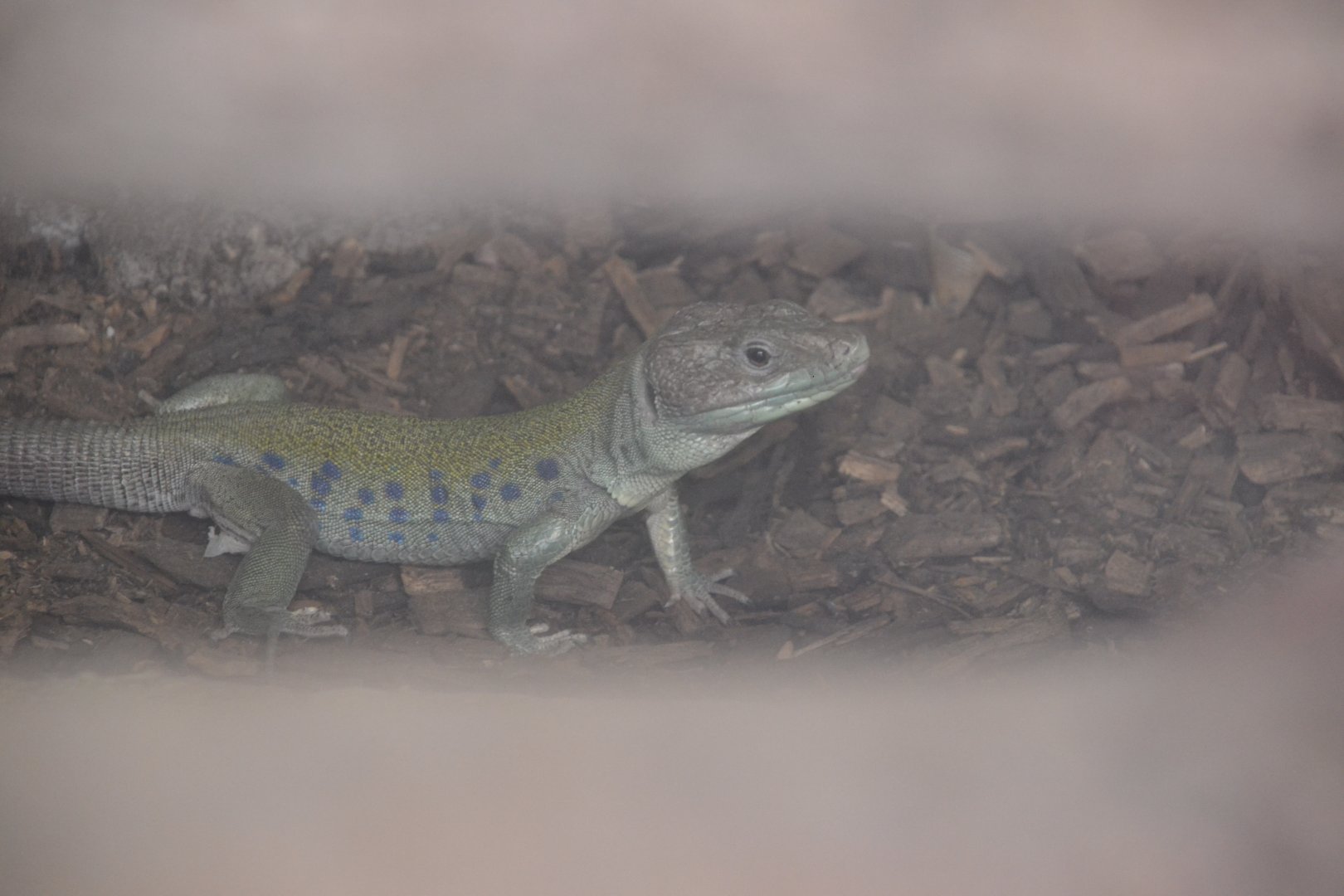Unlabelled lizard