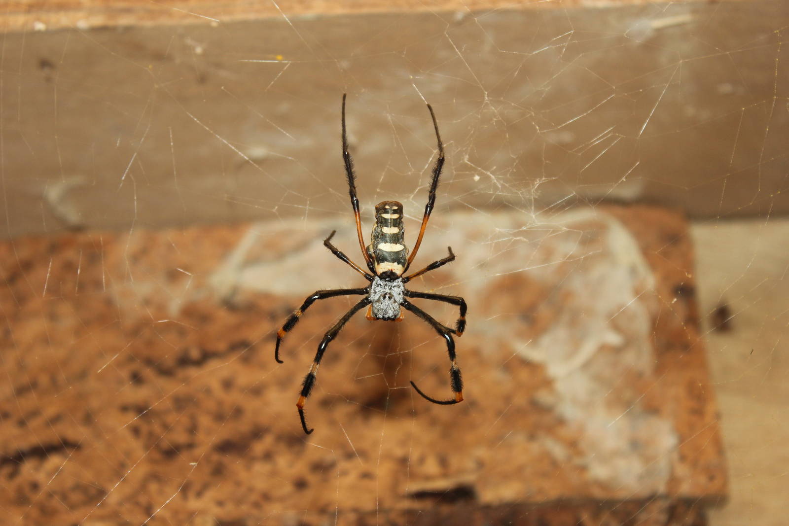 Unlabelled spider species