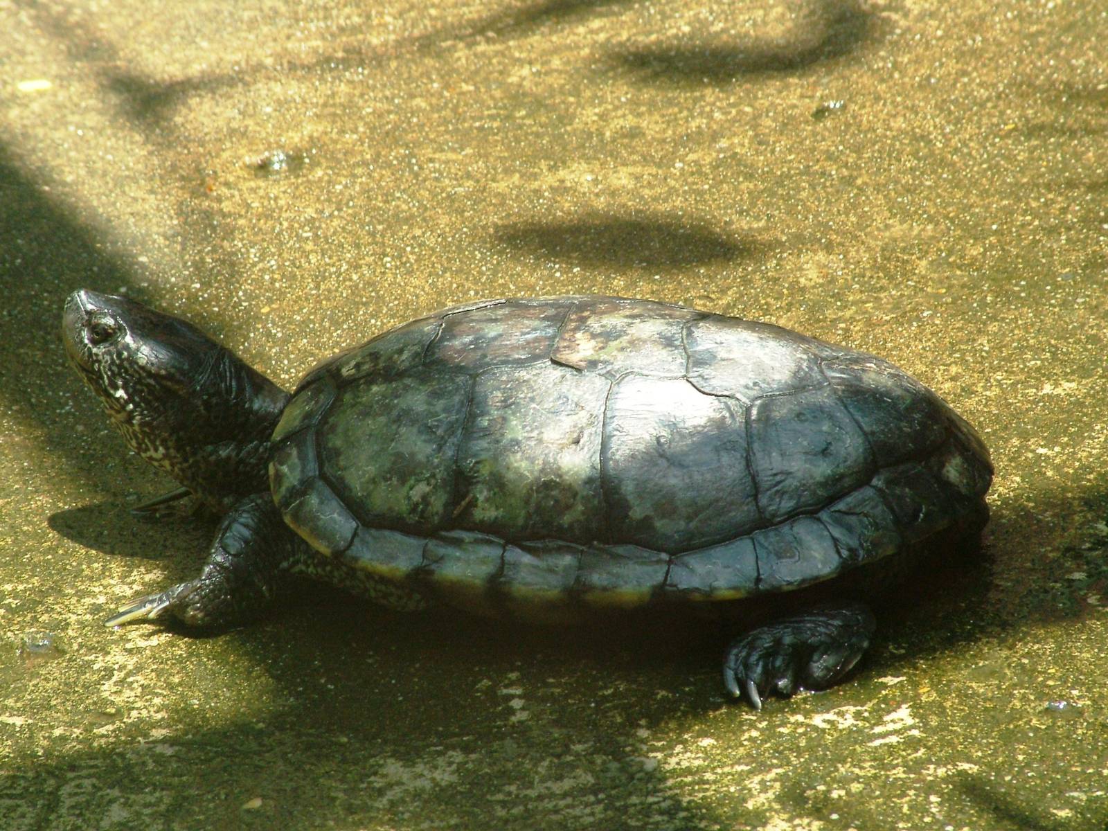 Unlabelled Turtle at Saigon Zoo, 16/03/12