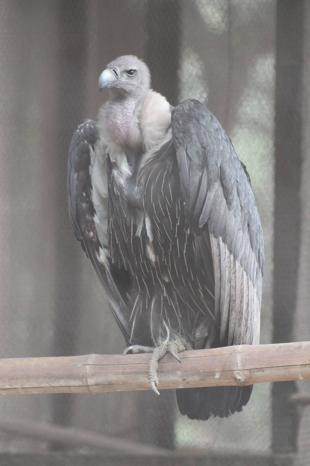 unlabelled vulture