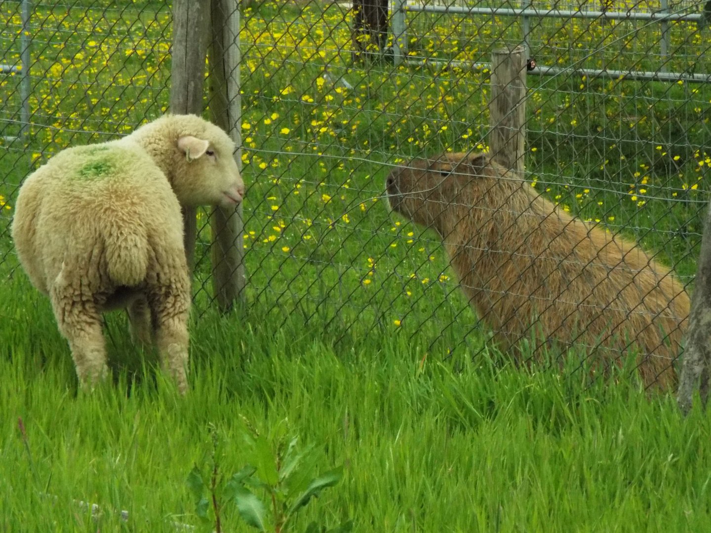Unlikely Friends, NAZF