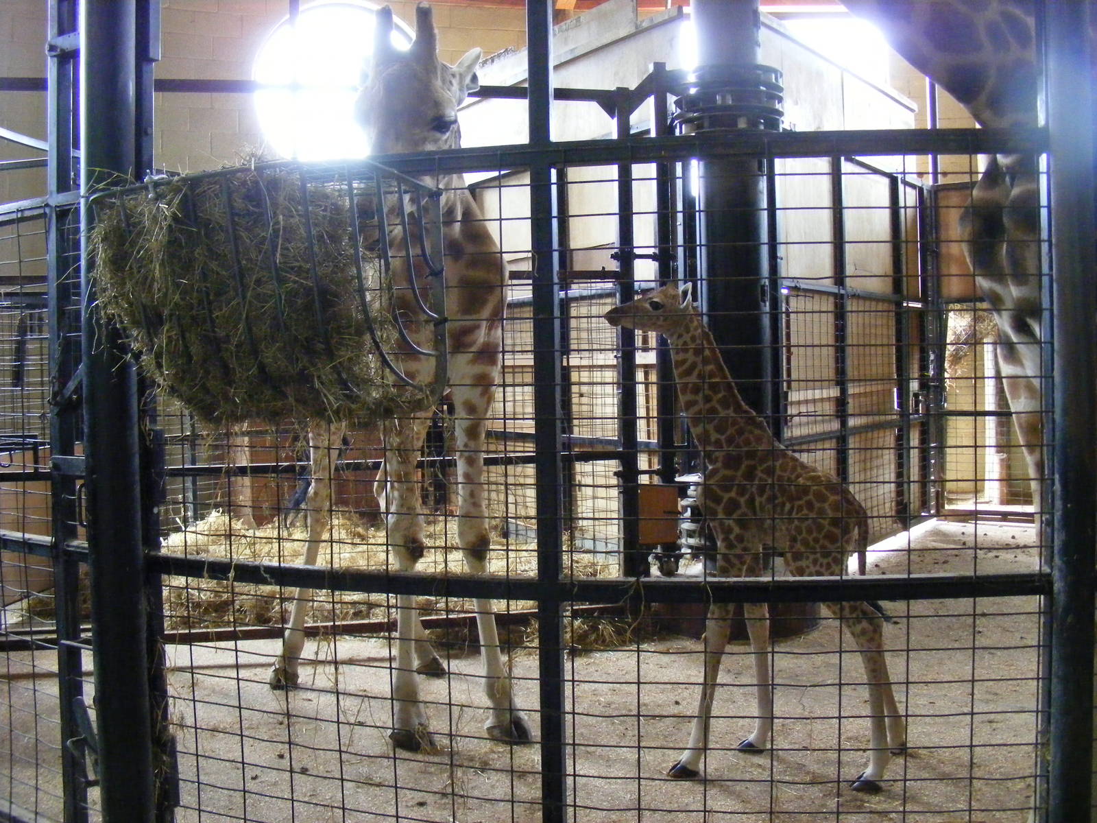 Unnamed male giraffe calf (born yesterday) with mum Makeda at Marwell Wildl