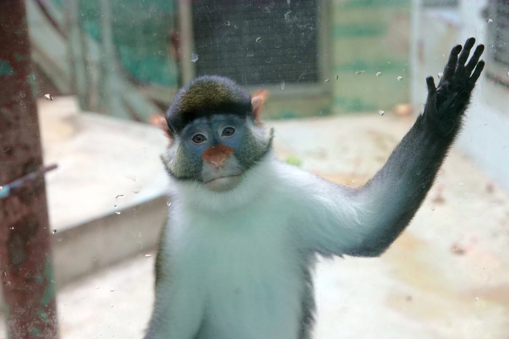 Unnamed variant of Yellow-nosed red-tailed monkey