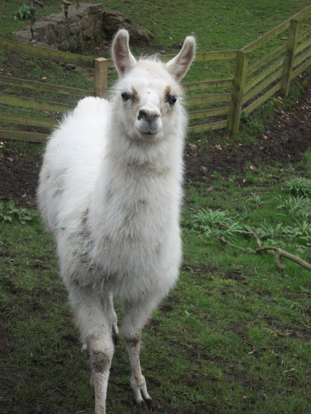 Unnamed young Llama, 6th April 2014