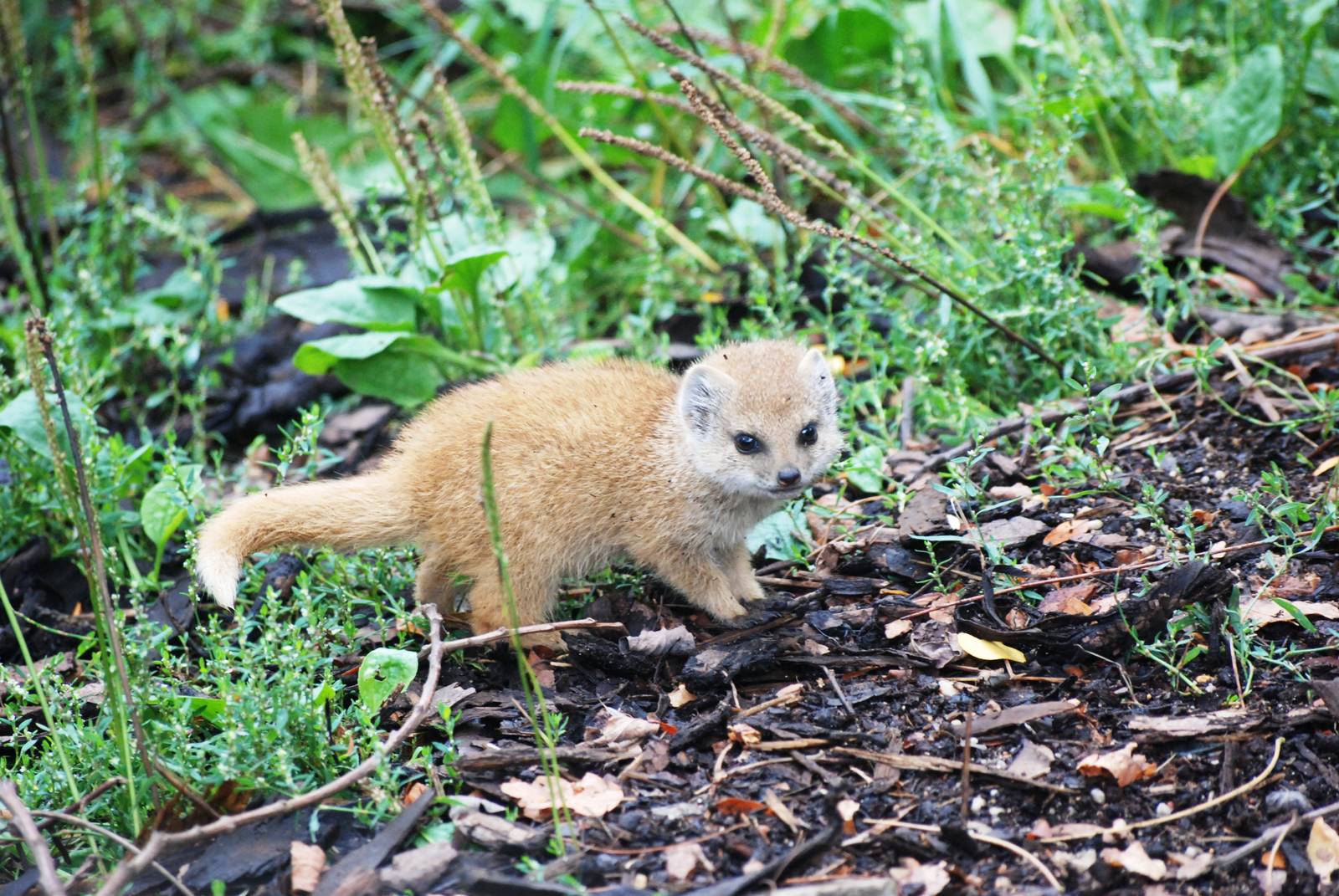 Unnecessarily Cute and Tiny Yellow Mongoose at Pilsen, 01/09/12