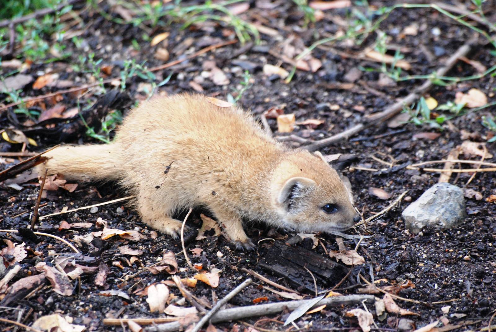 Unnecessarily Cute and Tiny Yellow Mongoose at Pilsen, 01/09/12