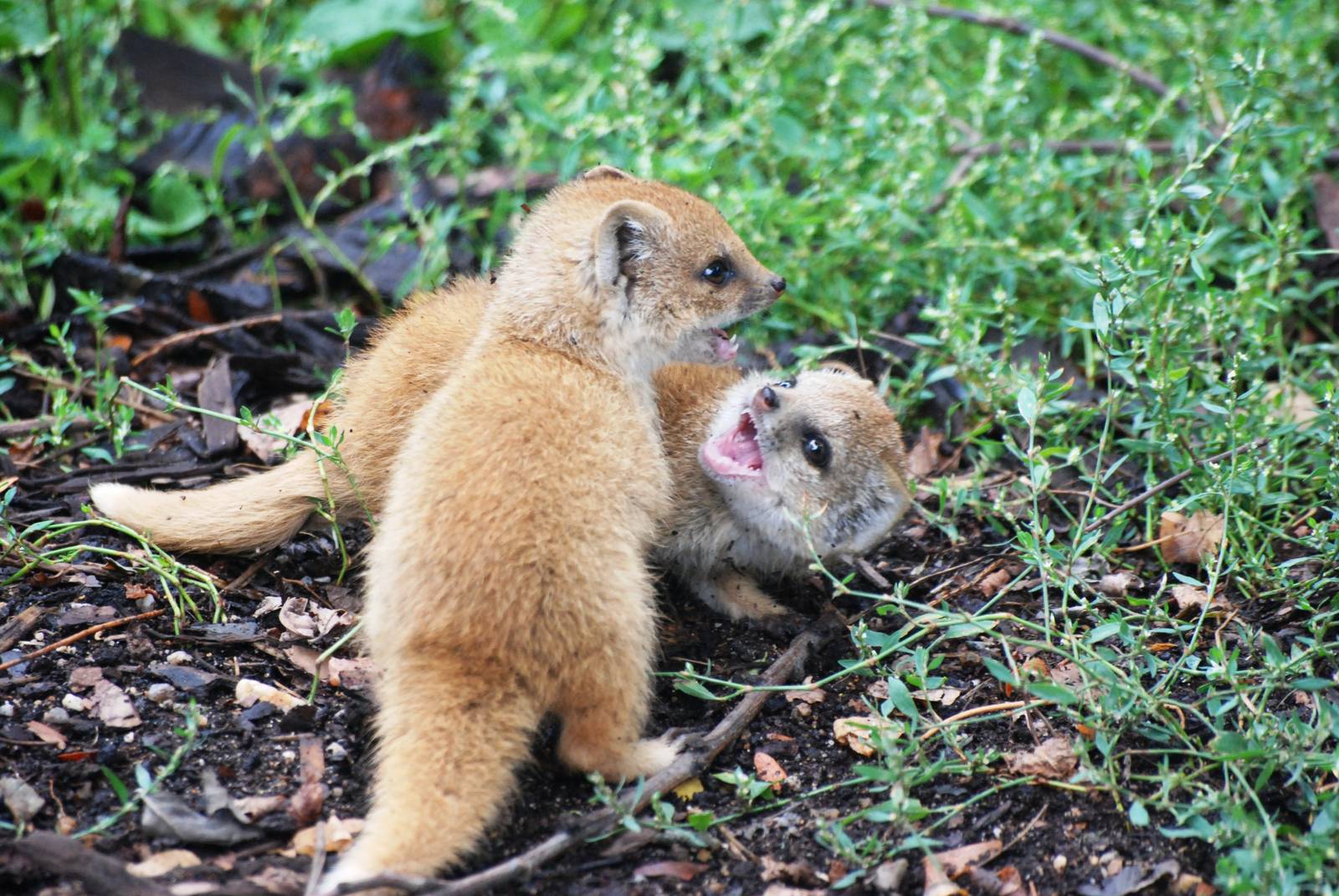 Unnecessarily Cute and Tiny Yellow Mongooses at Pilsen, 01/09/12
