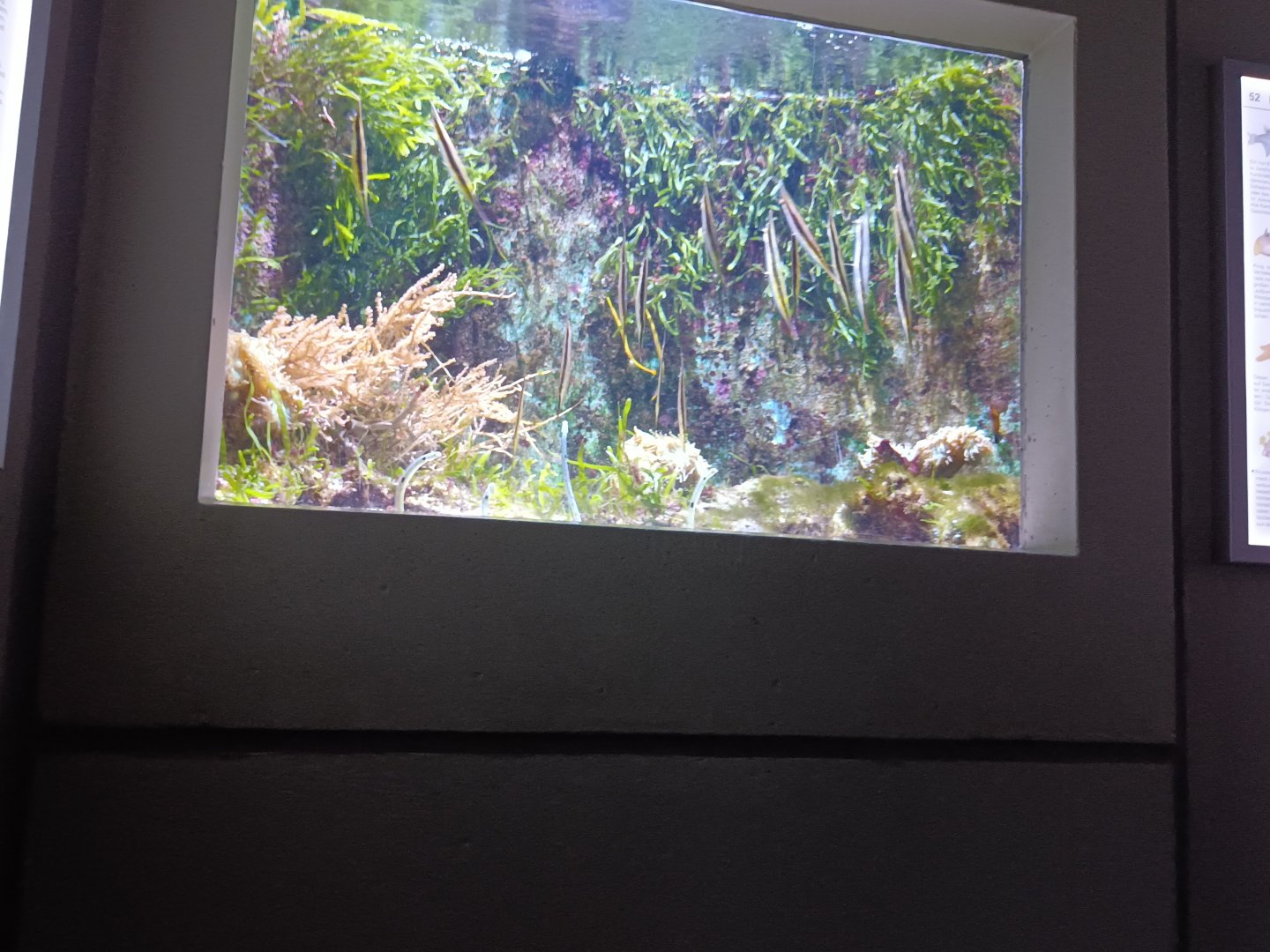 Unnusual Fishes Tank