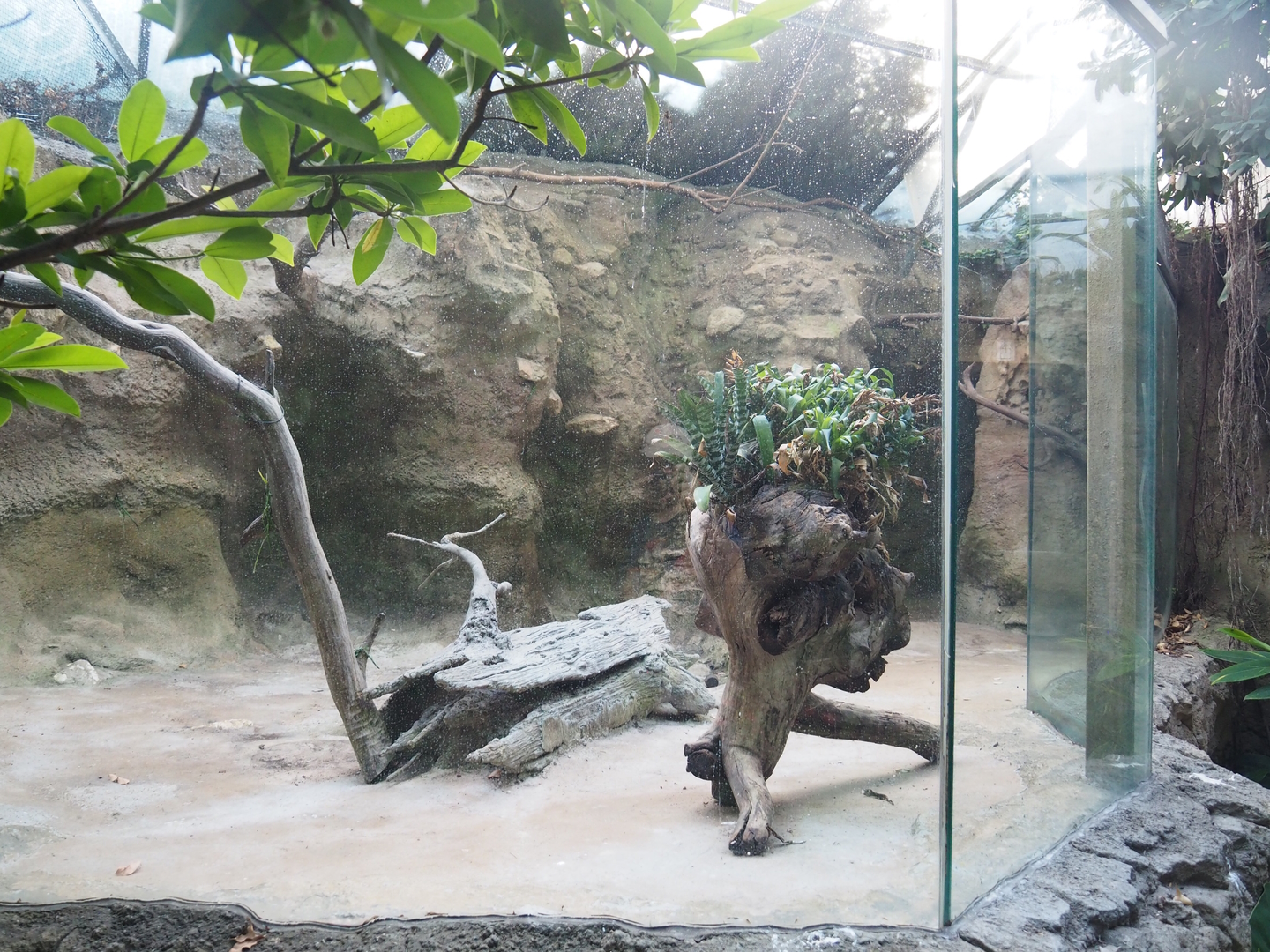 Unoccupied Channel-billed toucan aviary, 2022-08-28