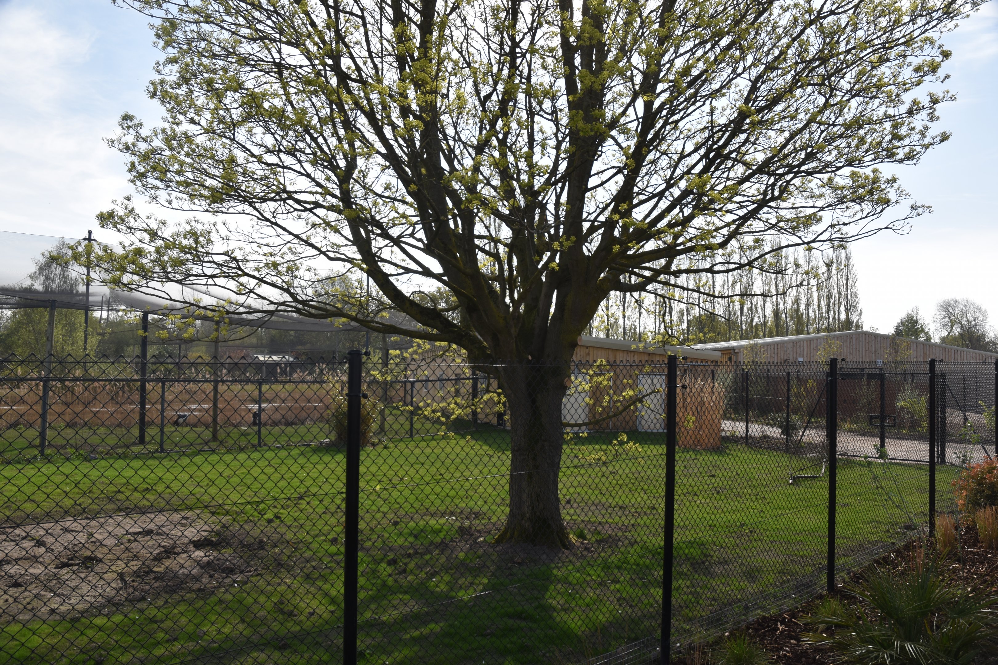 Unoccupied Enclosure, Heart of Africa at Chester, 12th April 2025