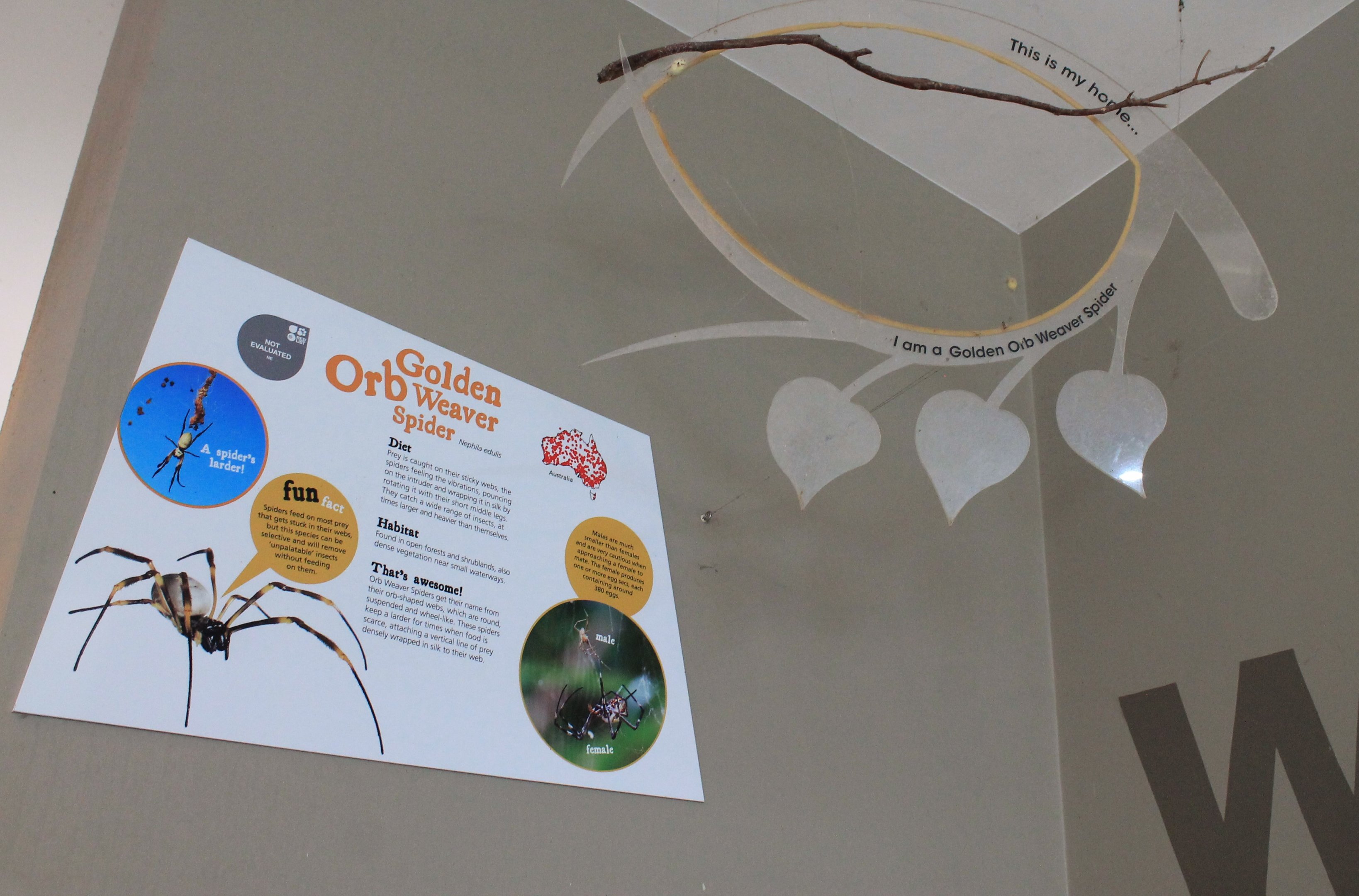 Unoccupied orb-weaver support frame