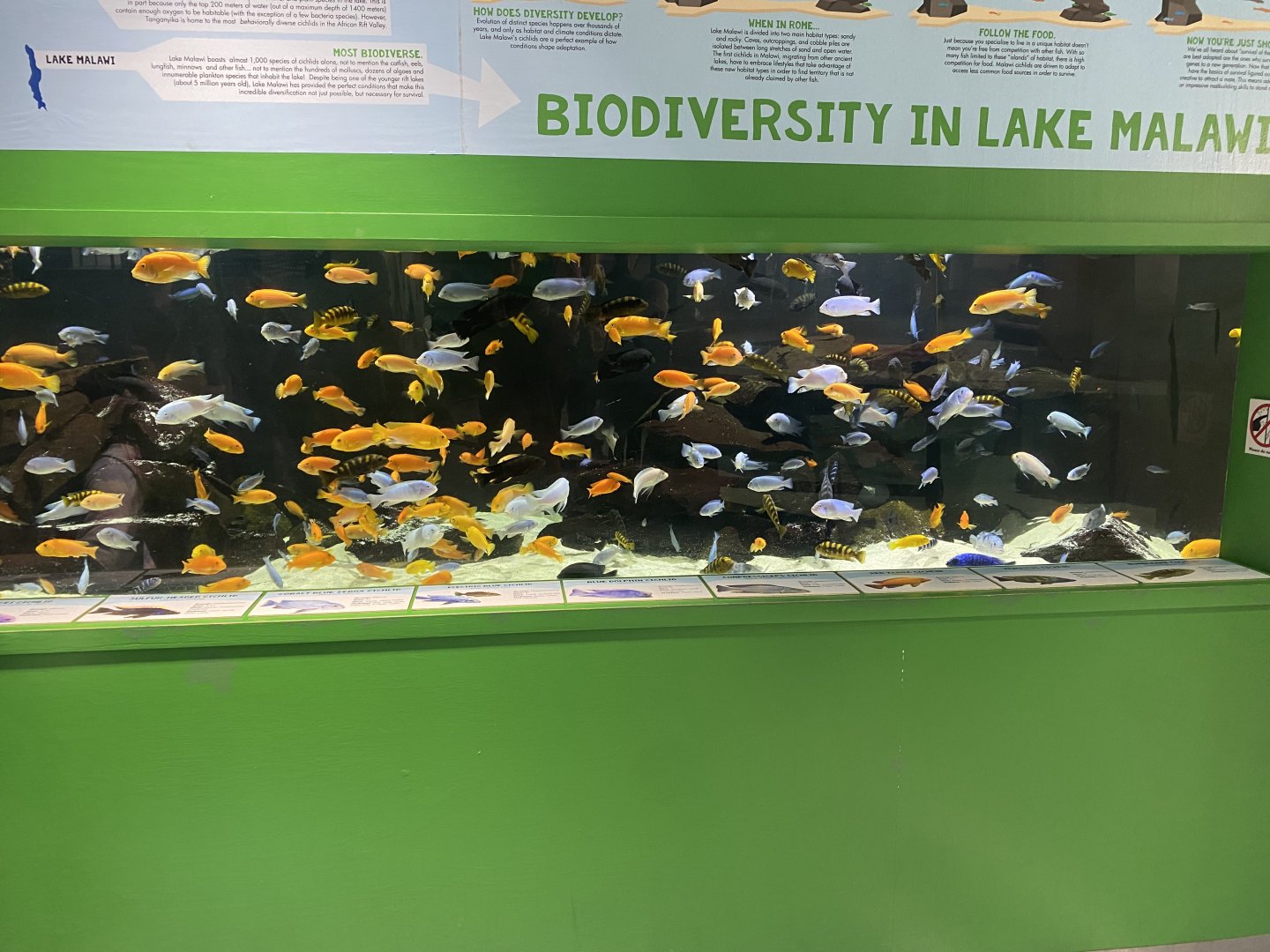 Unsalted Seas - Cichlids of Lake Malawi Tank