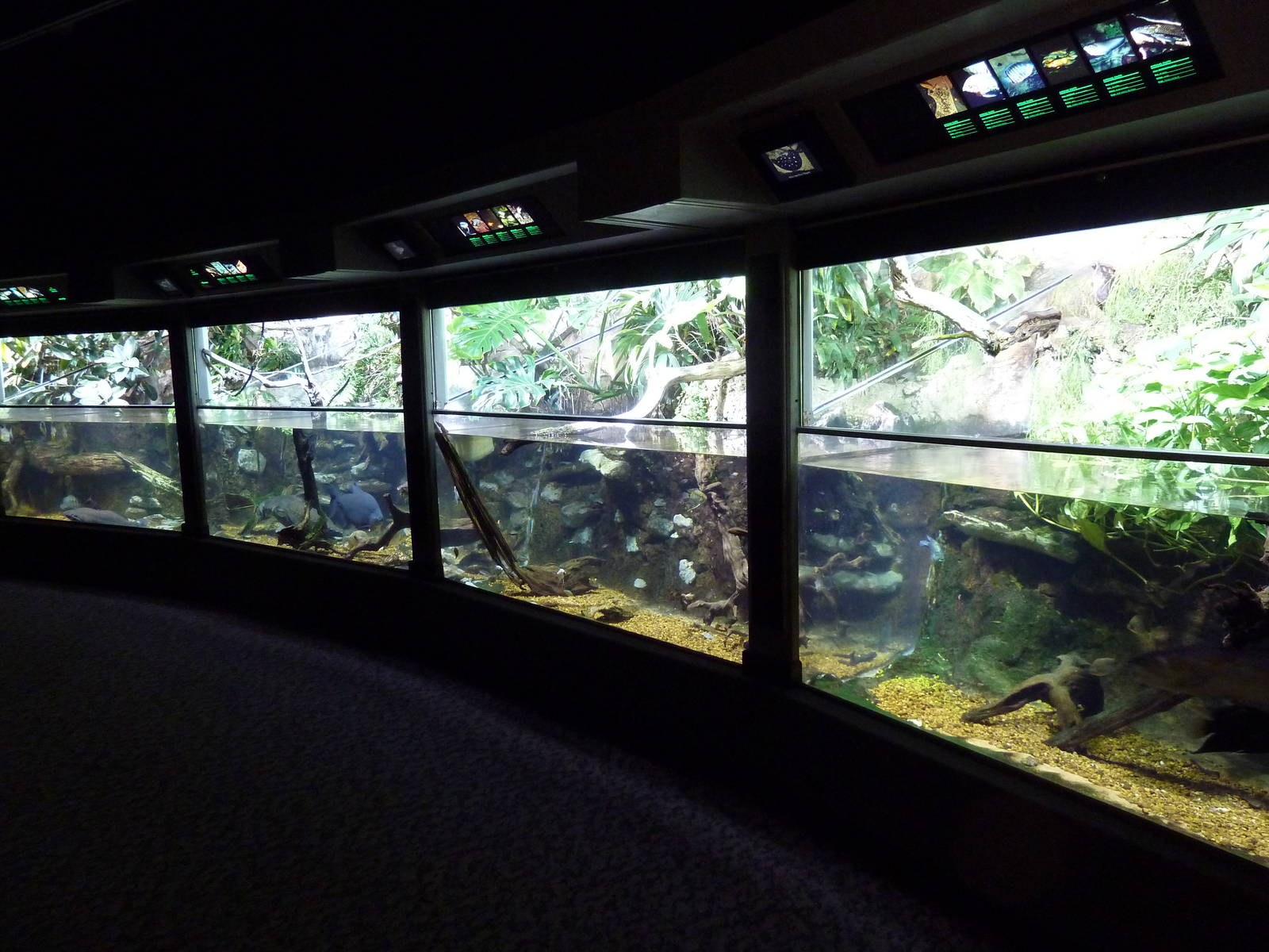 Unseen New World - Amazon River Region