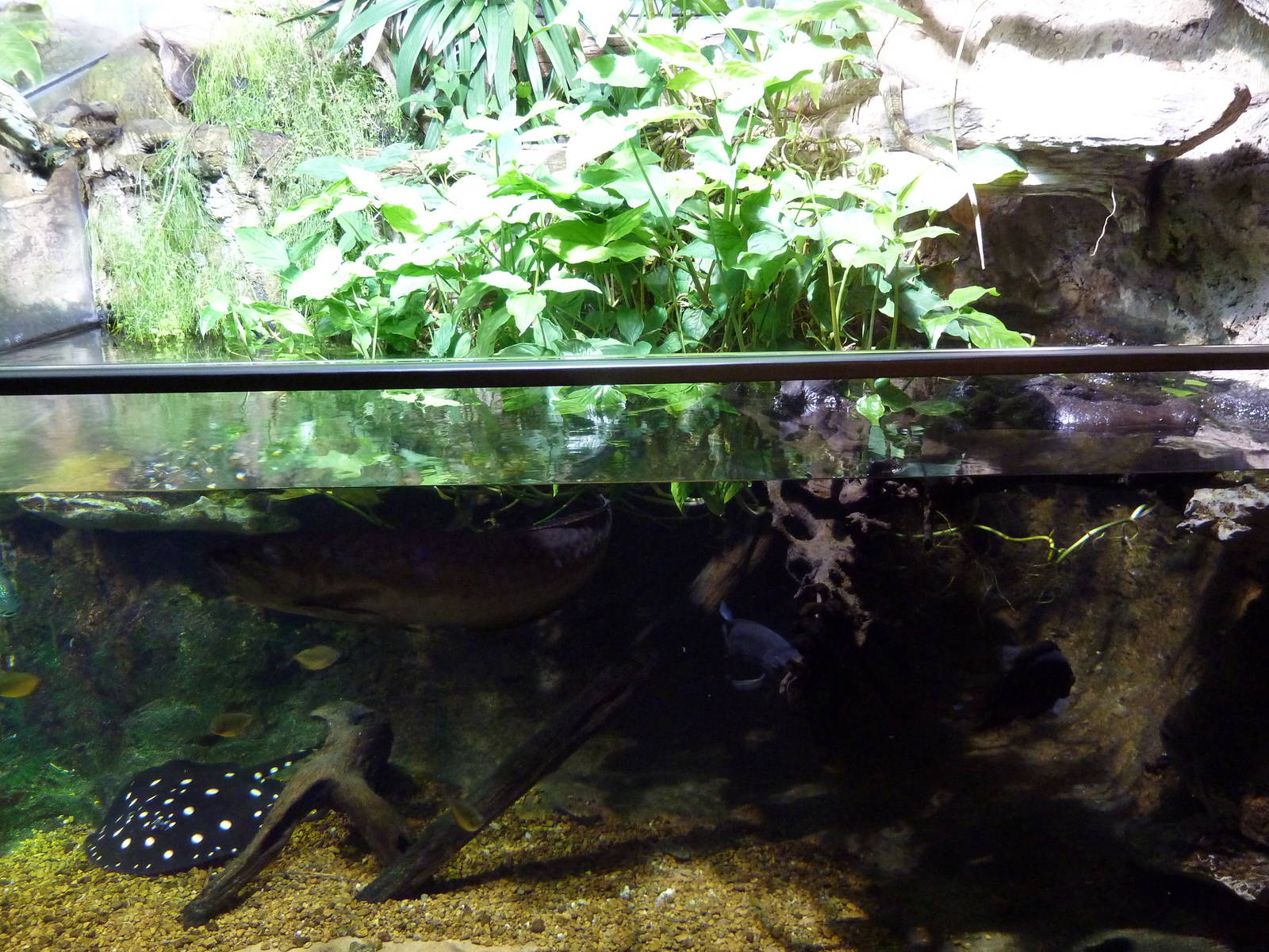 Unseen New World - Amazon River Region