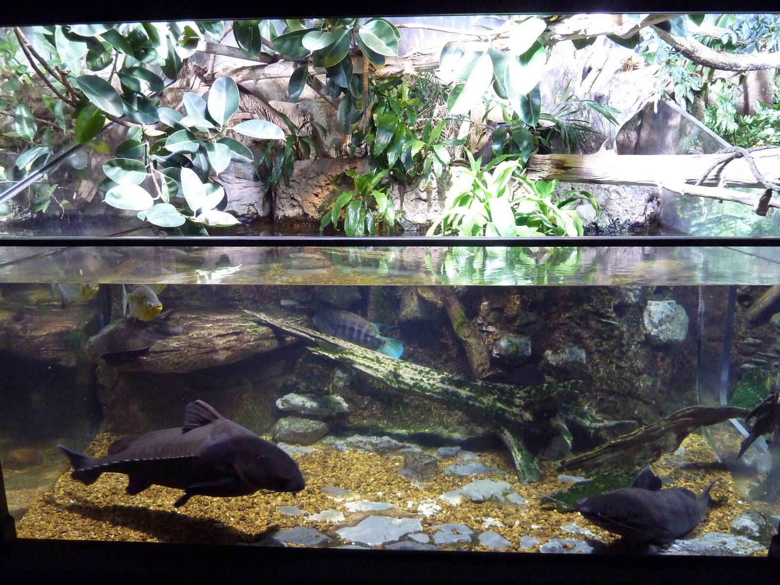 Unseen New World - Amazon River Region