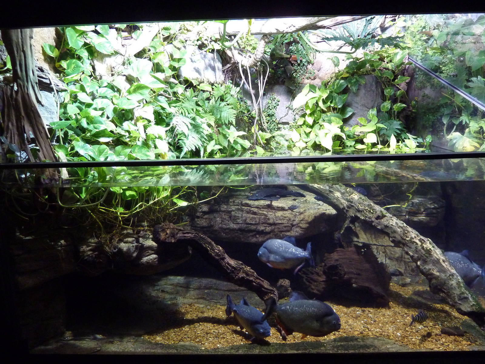 Unseen New World - Amazon River Region