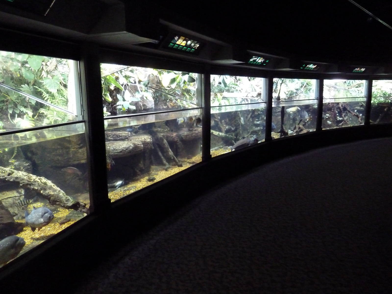 Unseen New World - Amazon River Region