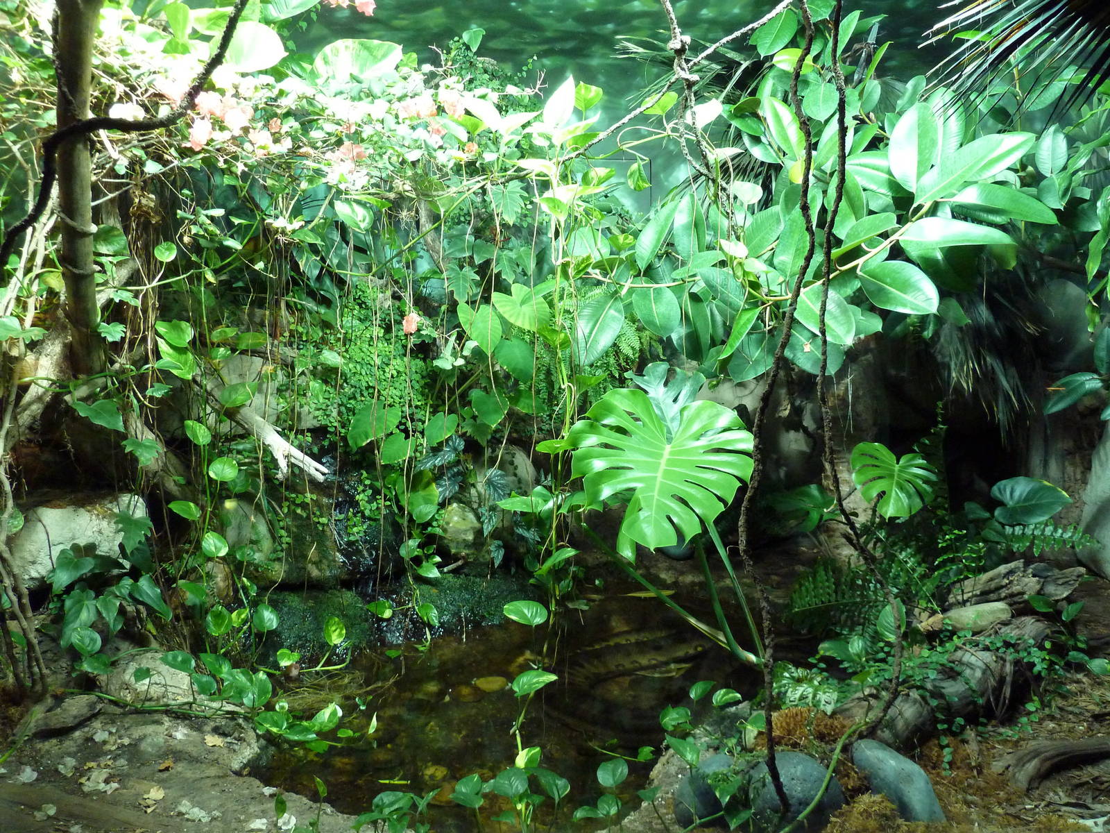 Unseen New World - Anaconda Exhibit