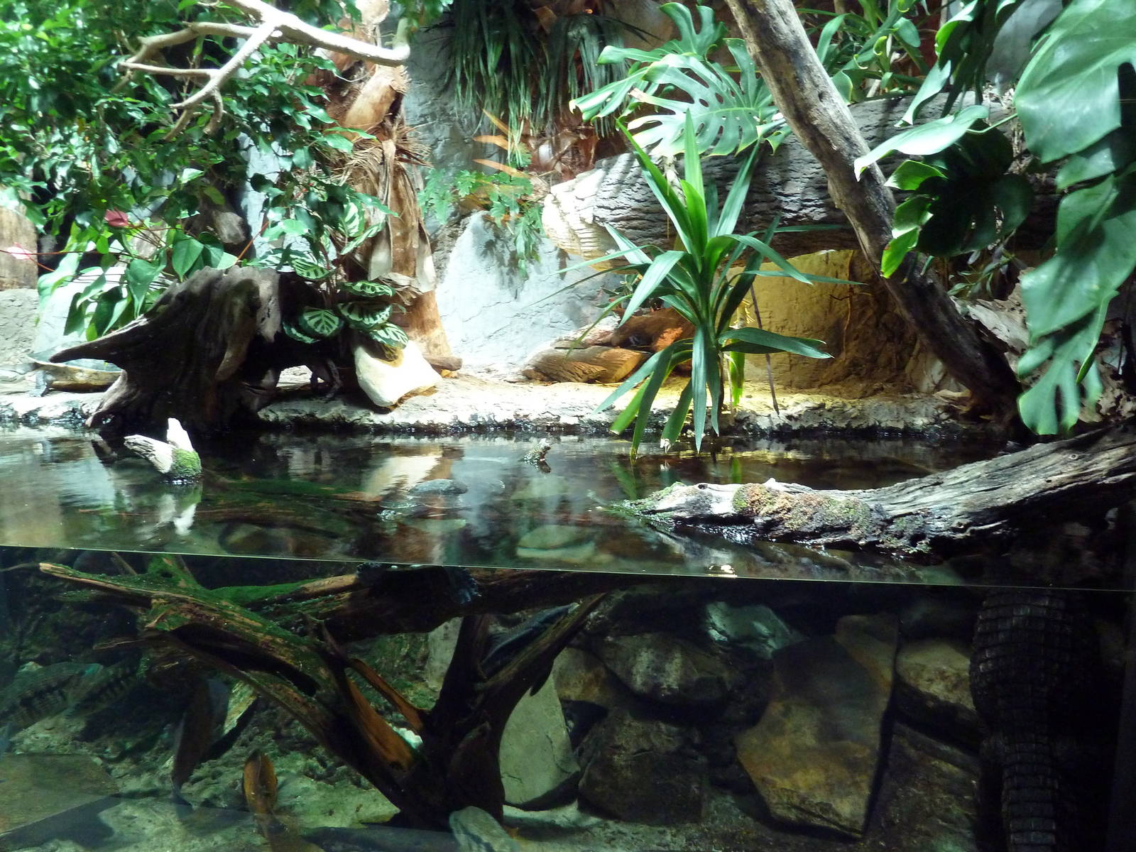 Unseen New World - Dwarf Caiman/Turtle Exhibit