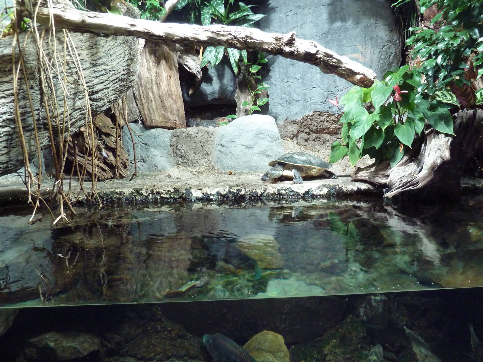 Unseen New World - Dwarf Caiman/Turtle Exhibit